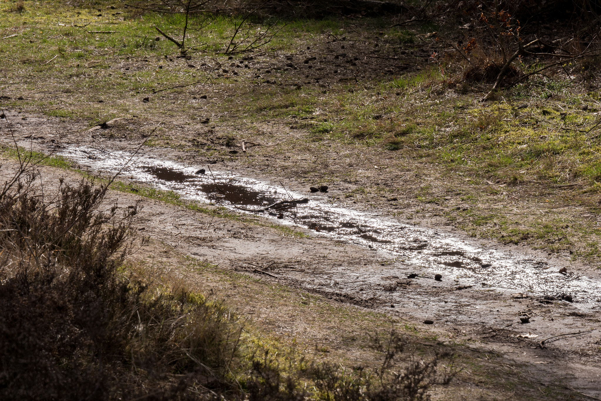 Panasonic Lumix DMC-GH4 sample photo. Puddle photography