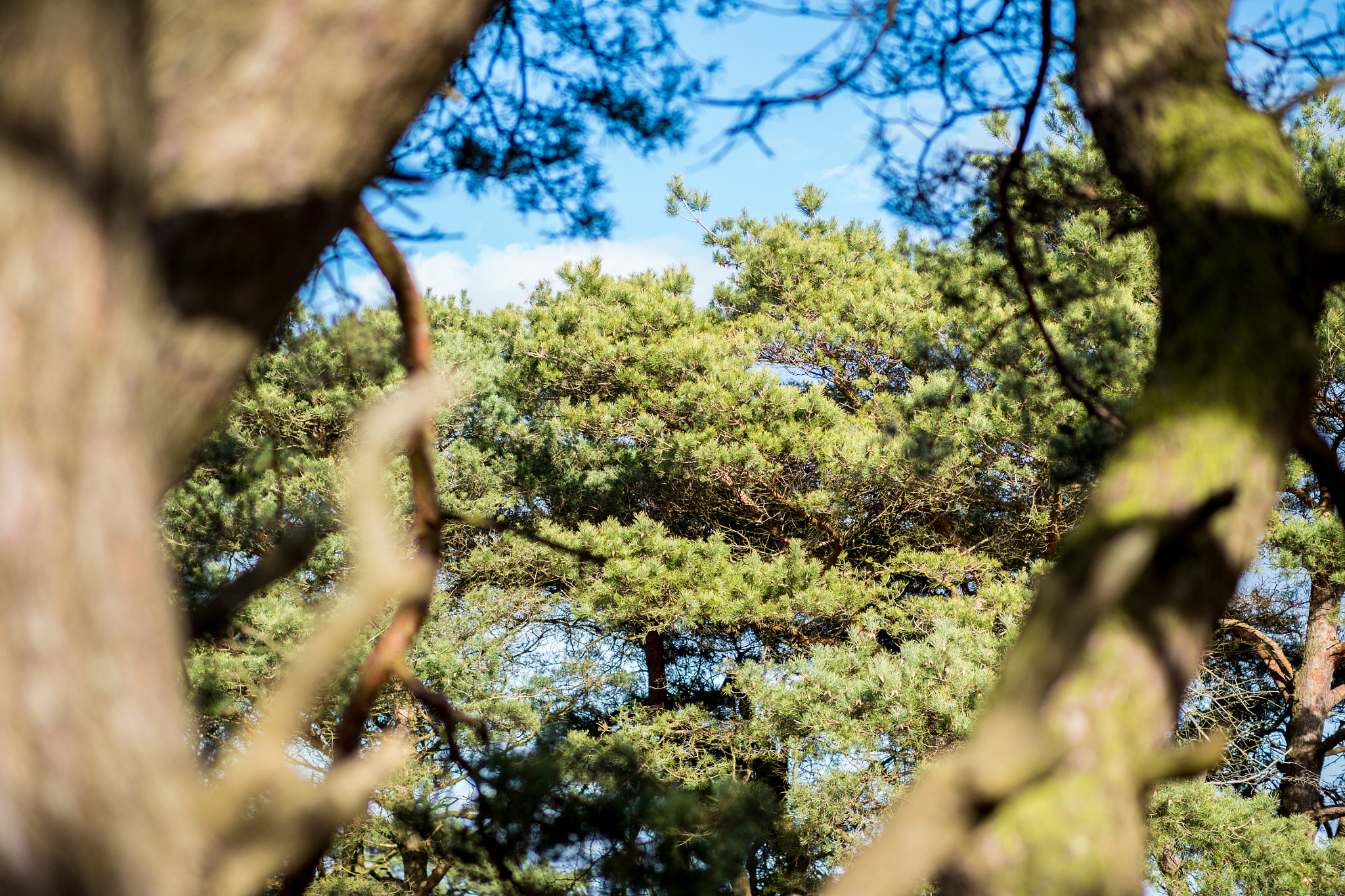 Panasonic Leica DG Nocticron 42.5mm F1.2 ASPH OIS sample photo. Perspective pine tree photography