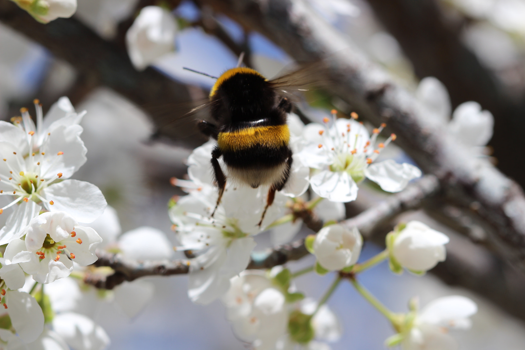 Canon EF 100mm F2.8 Macro USM sample photo. Hard to see wings photography