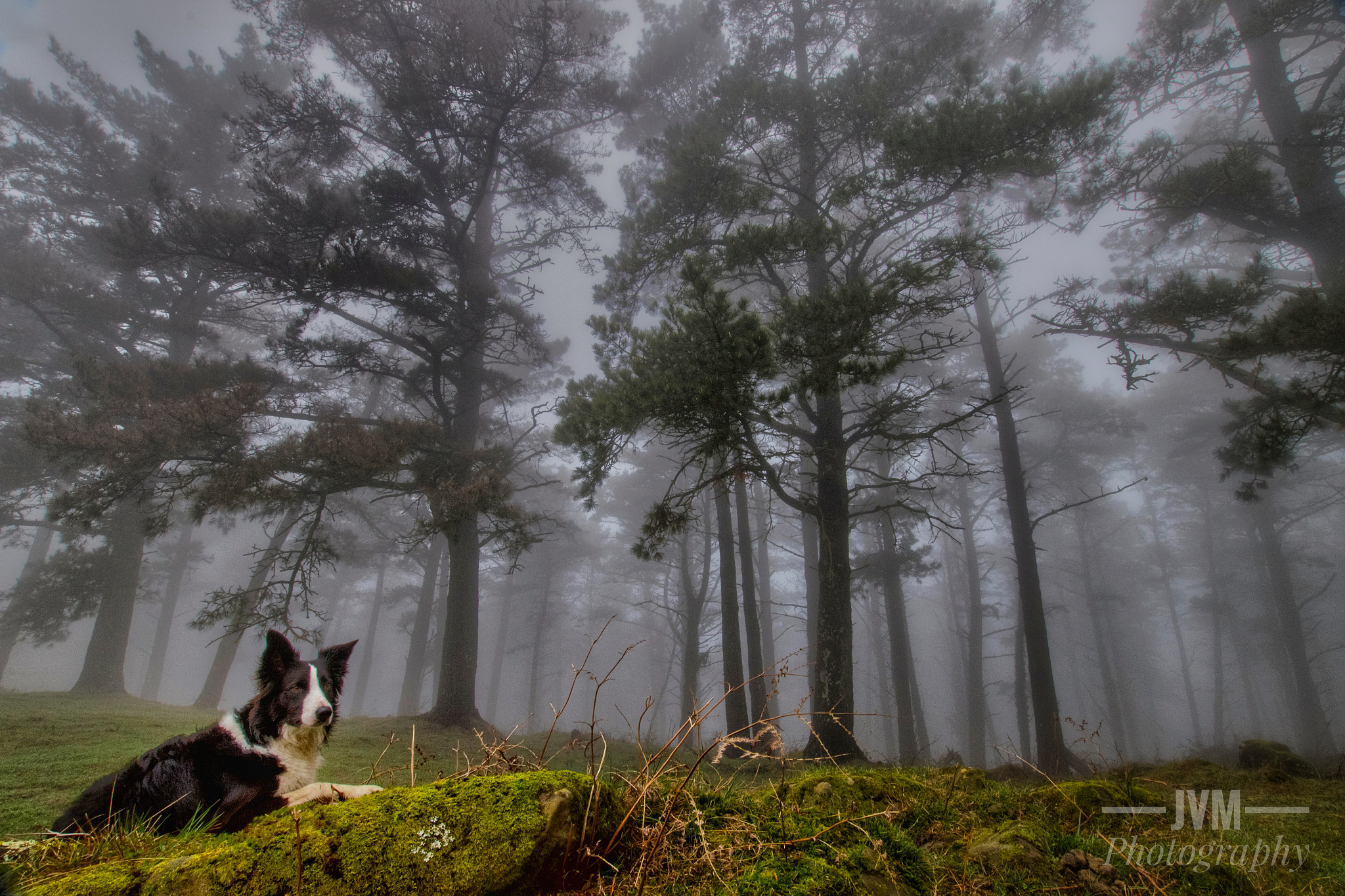 Pentax K-S2 sample photo. Jaizkibel forest with fog photography
