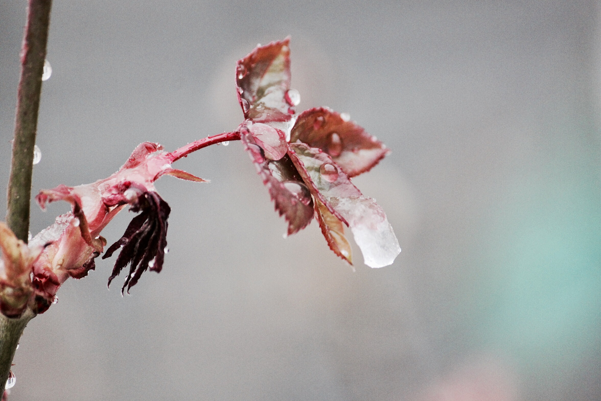 Canon EF-S 55-250mm F4-5.6 IS sample photo