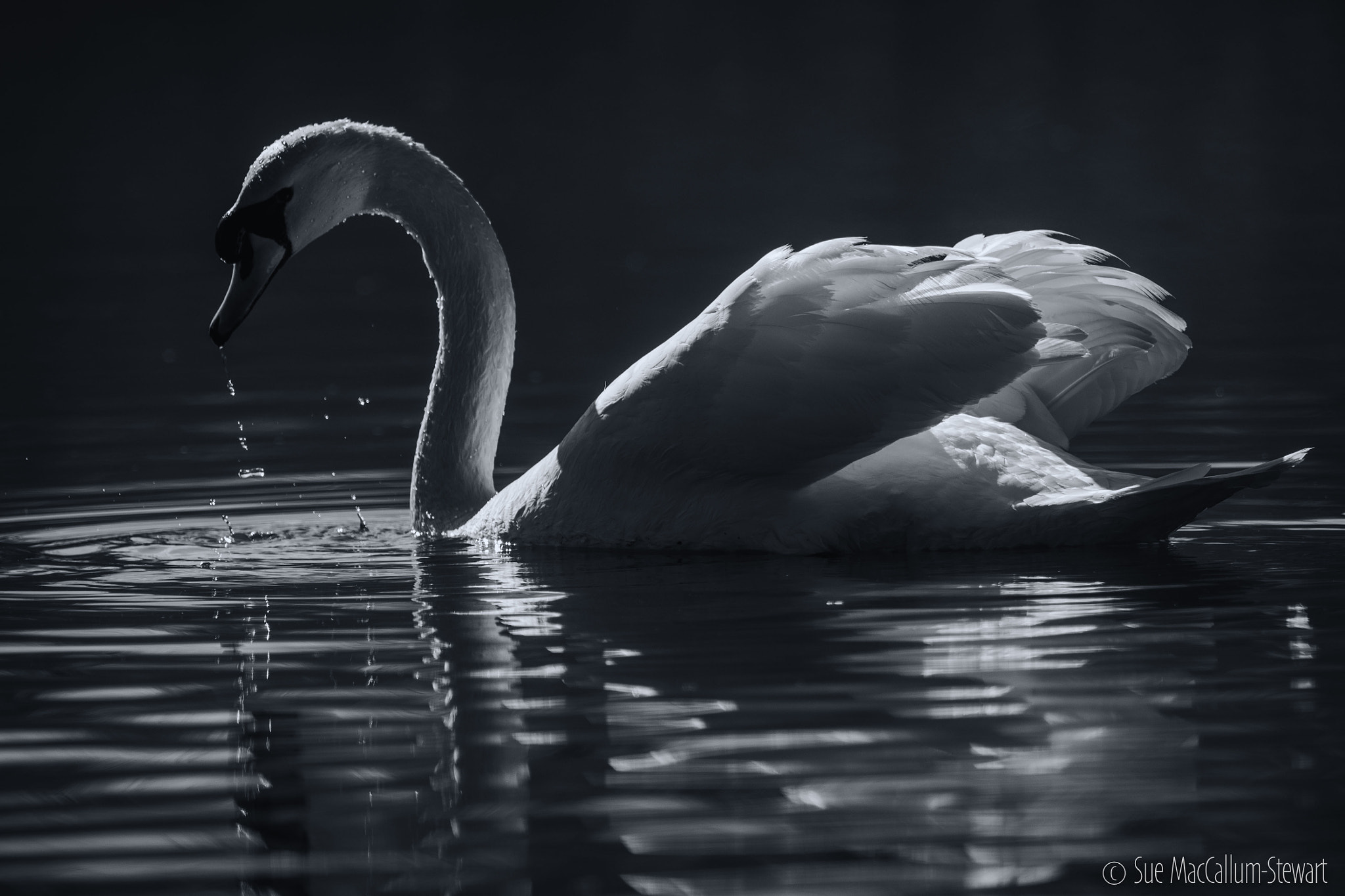 Olympus OM-D E-M1 + OLYMPUS M.300mm F4.0 sample photo. Swan photography