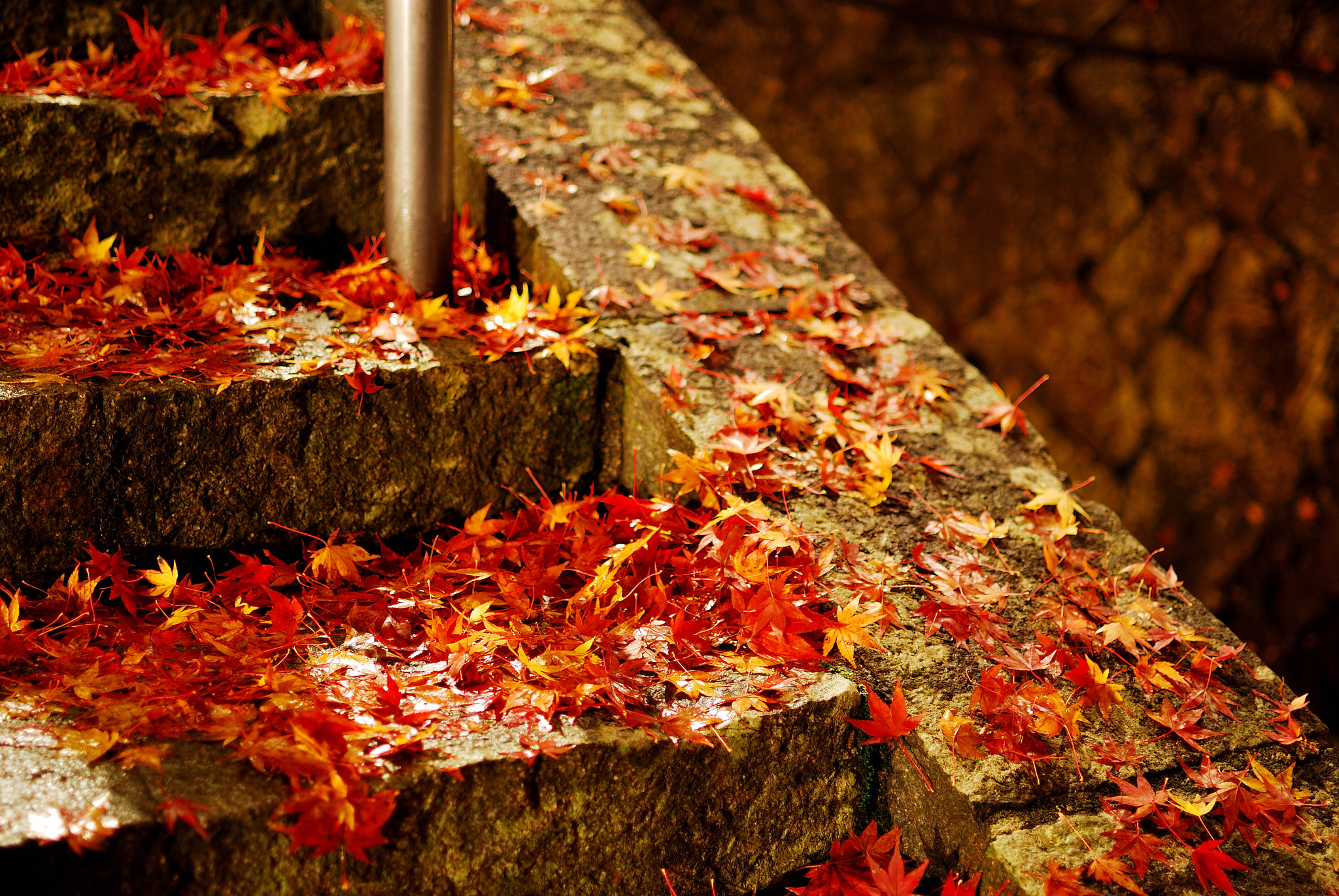 Nikon D80 + Nikon AF-S DX Nikkor 35mm F1.8G sample photo. Fallen leaves photography