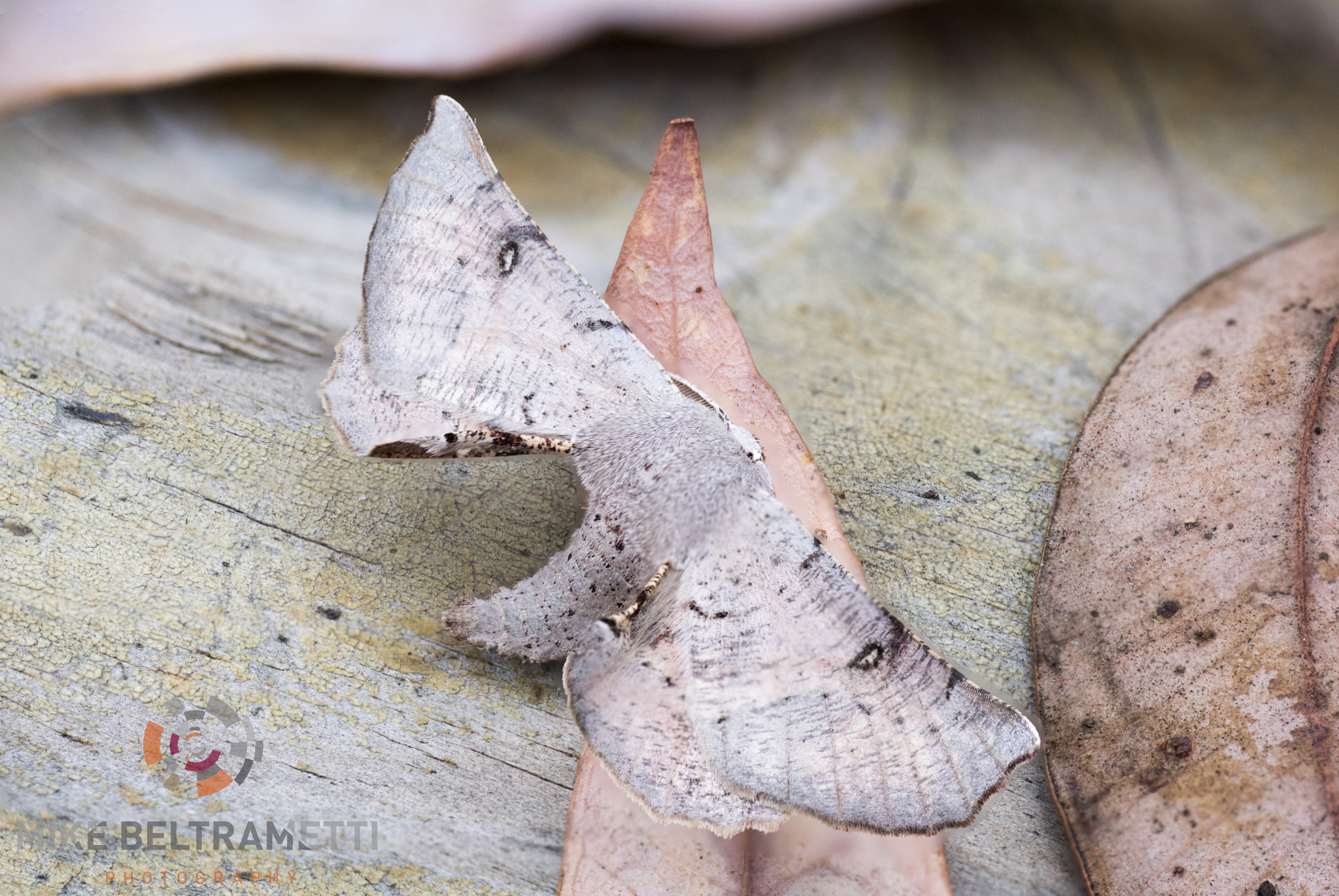 Nikon D810 sample photo. Unseen beauty of western australia photography