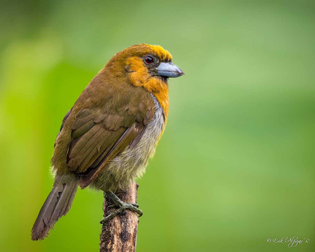 Sigma 120-400mm F4.5-5.6 DG OS HSM sample photo. Cocora photography