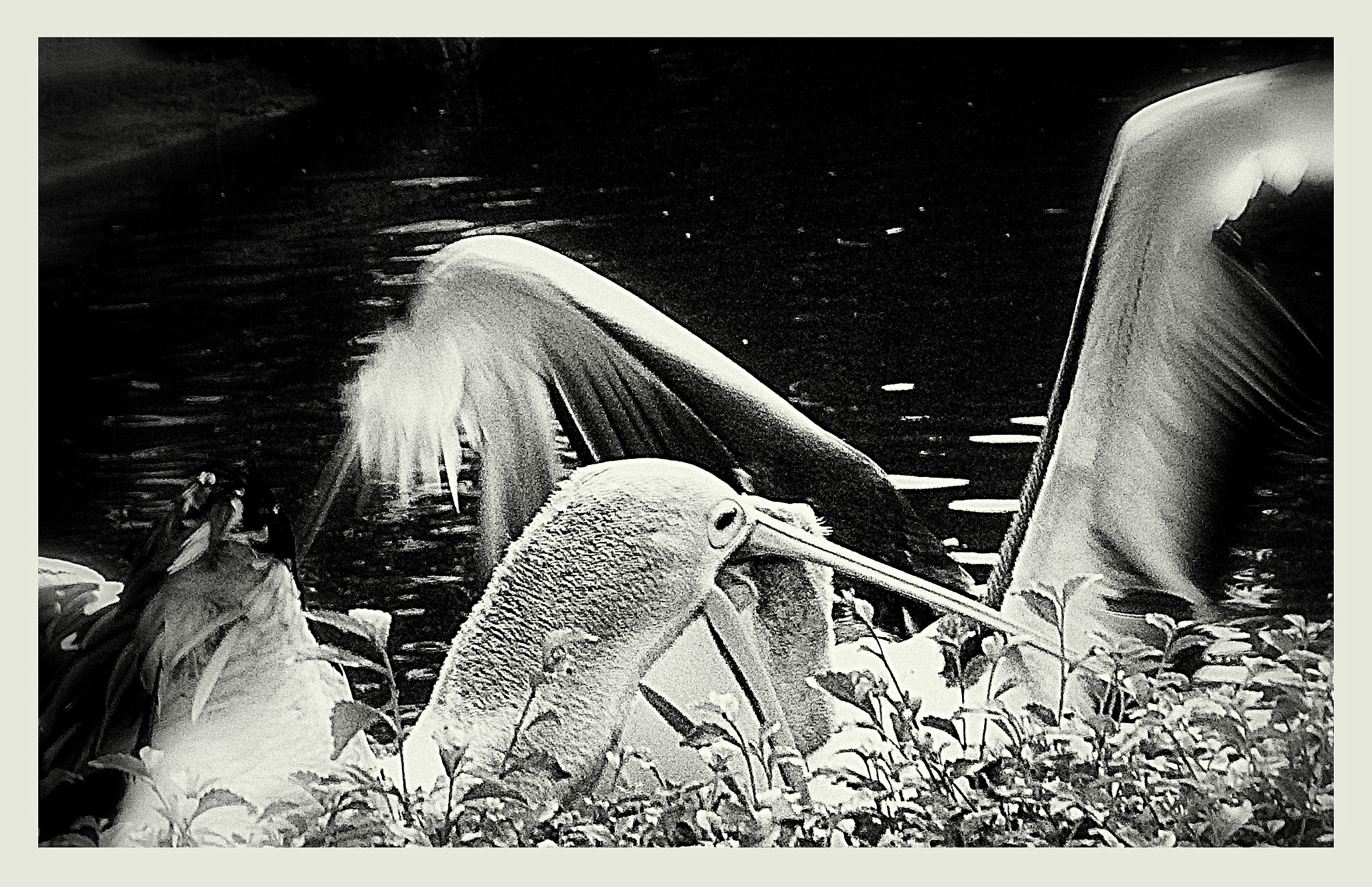Ricoh WG-4 sample photo. Fighting photography
