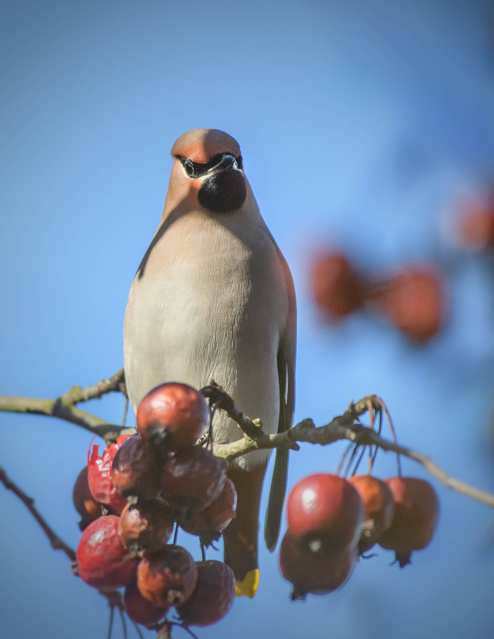 Nikon AF-S Nikkor 300mm F2.8G ED VR II sample photo. Bombycilla garrulus photography