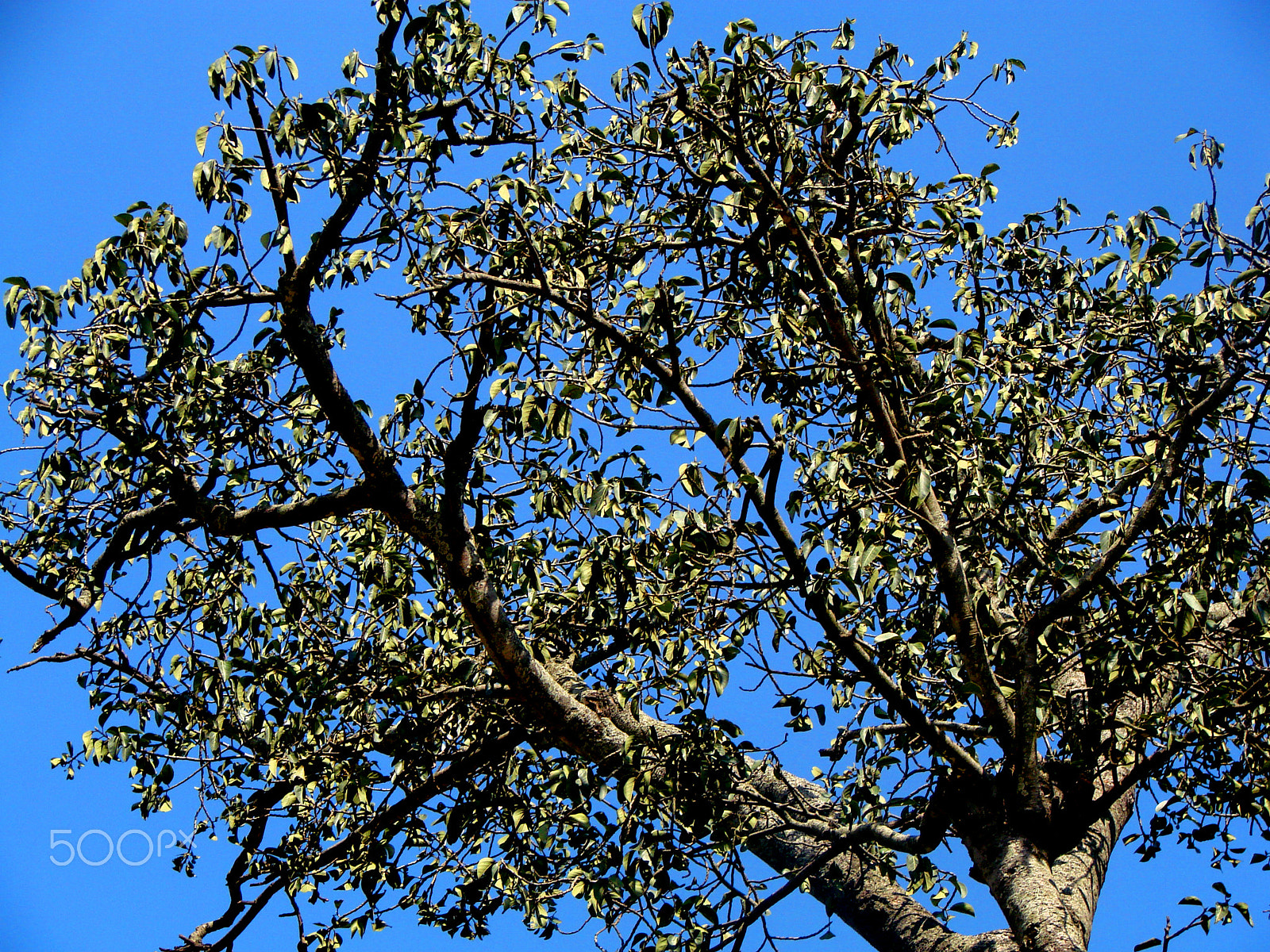 Sony DSC-H5 sample photo. Almond blossoms (not!) photography