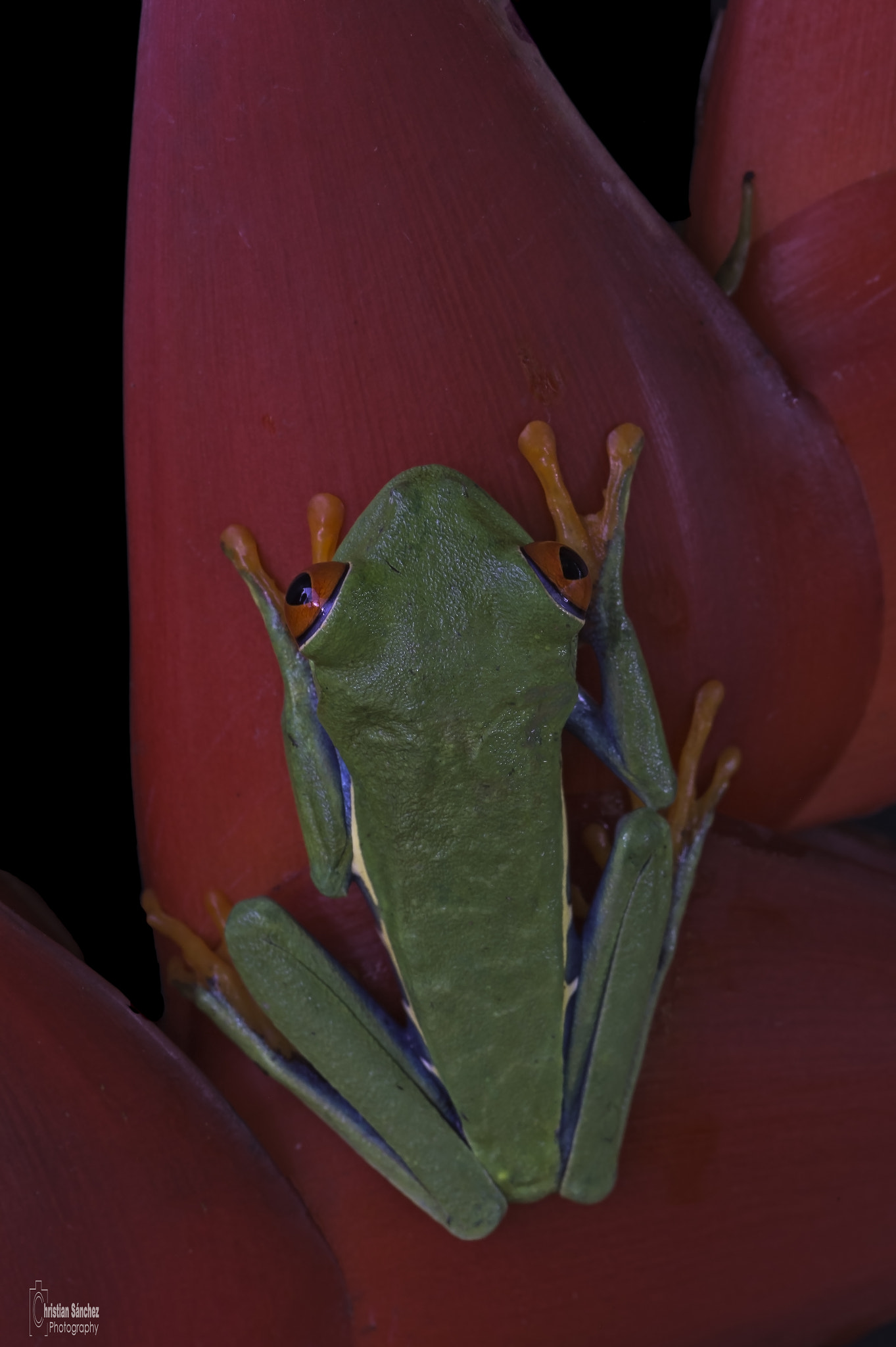 Nikon D4 sample photo. Red- eyed leaf frog photography
