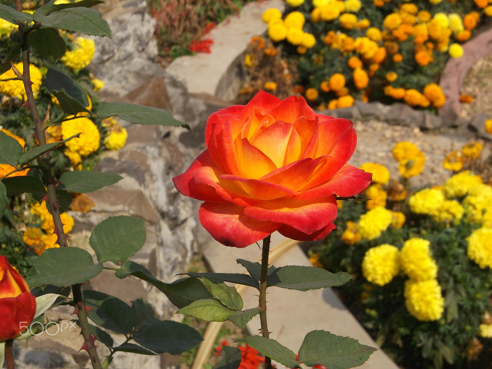 Fujifilm FinePix AX500 sample photo. Beautiful rose in garden photography