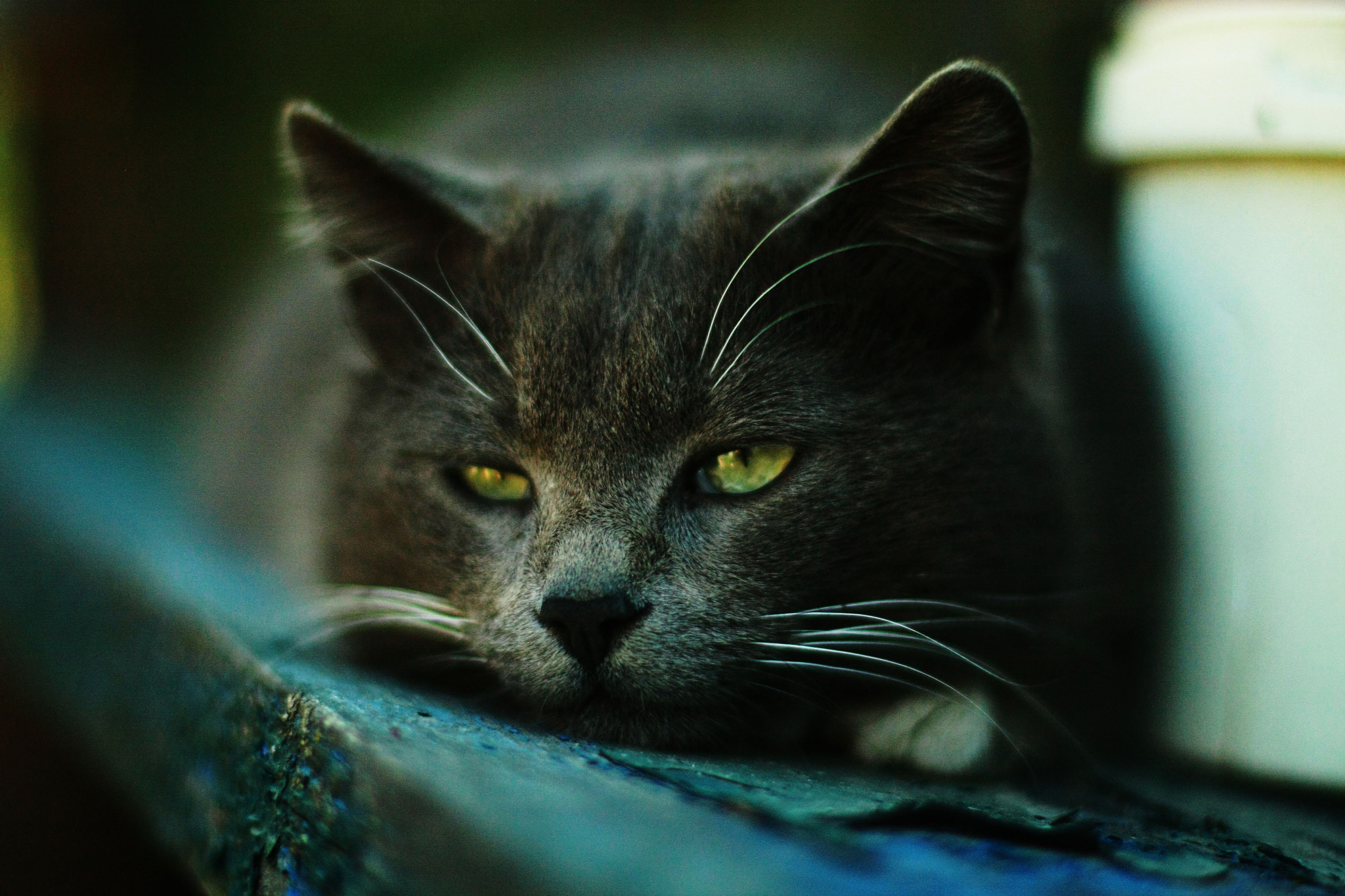 Canon EOS 40D sample photo. Cat photography