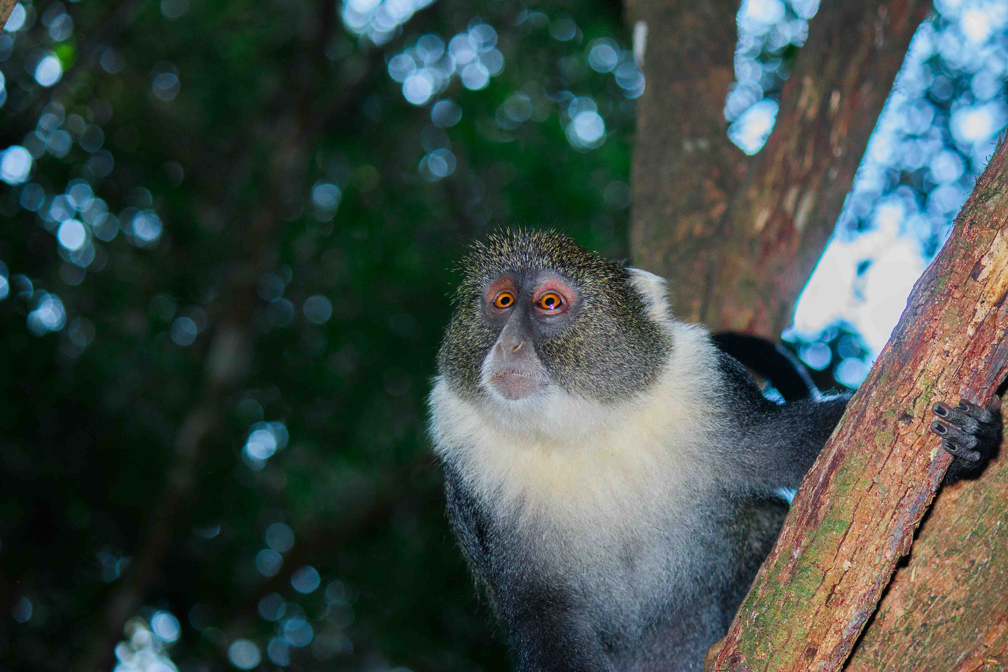 Canon EF-S 55-250mm F4-5.6 IS II sample photo. Monkey photography