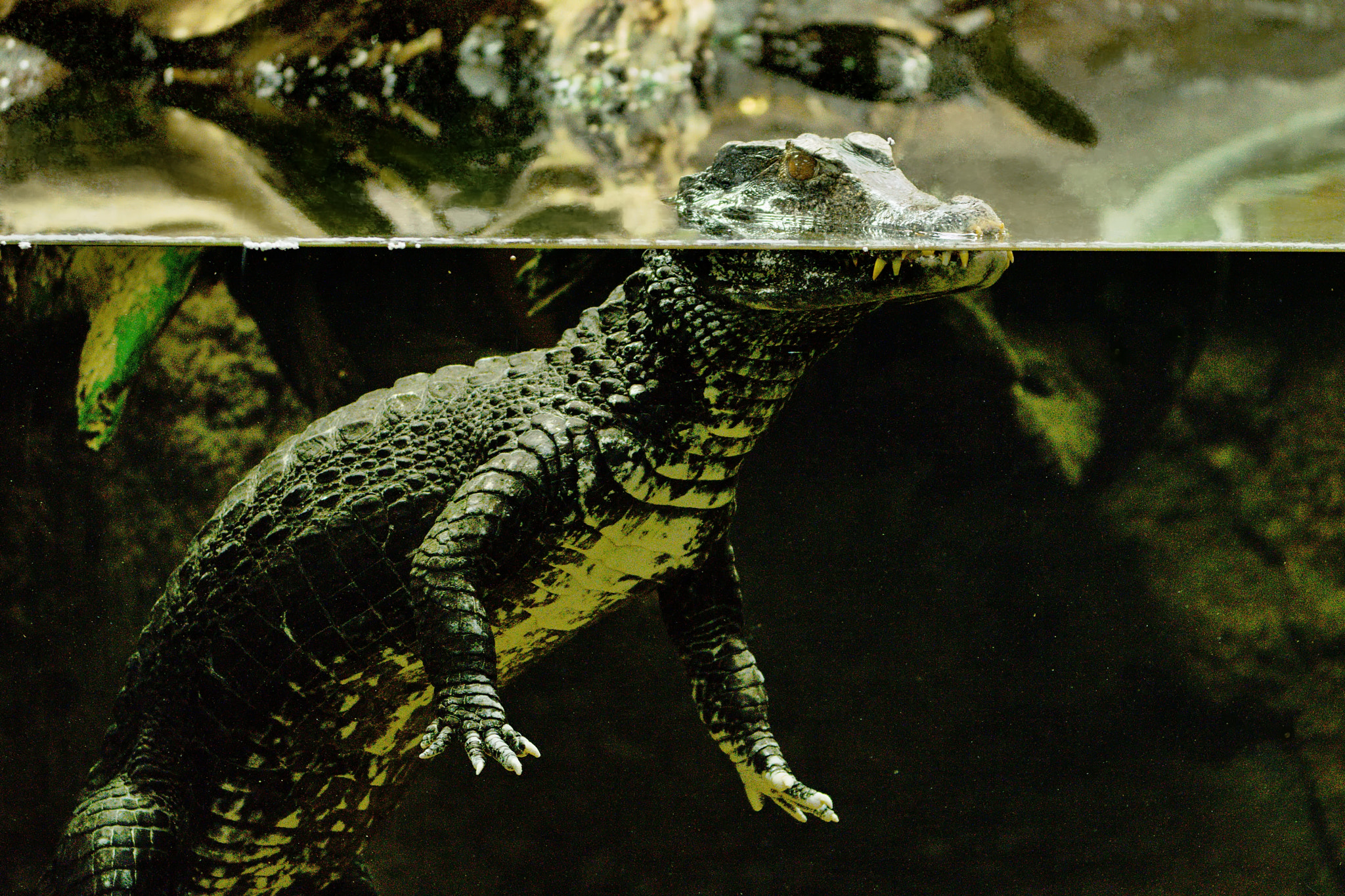 Nikon D7200 sample photo. Cuvier's smooth-fronted caiman photography