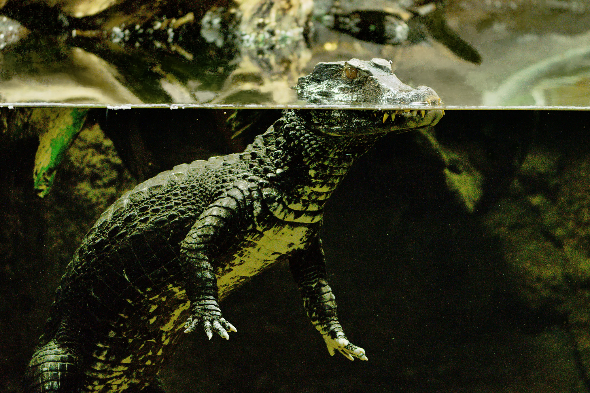 Sigma 150mm F2.8 EX DG Macro HSM sample photo. Cuvier's smooth-fronted caiman photography