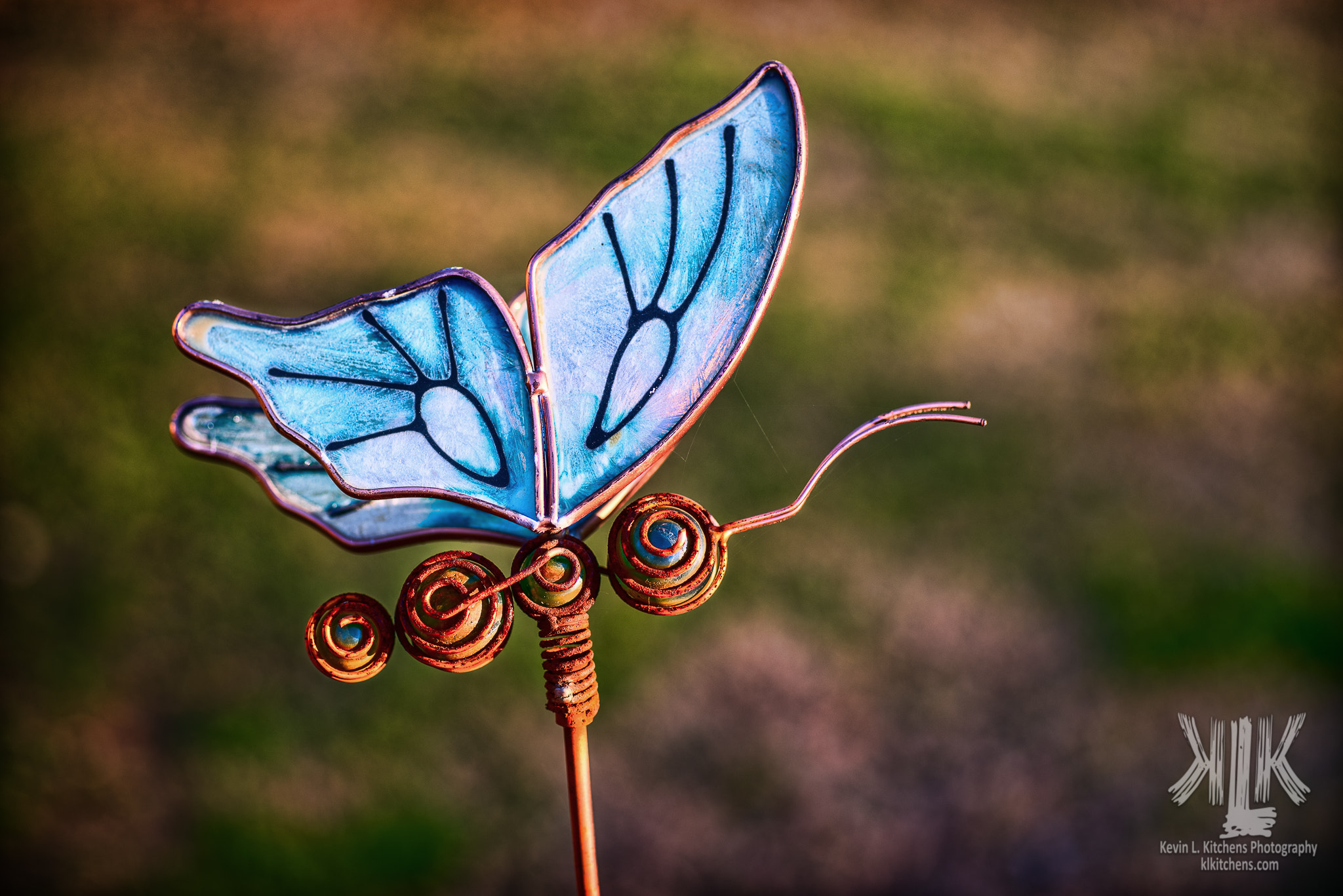 Sigma sample photo. Iron butterfly photography