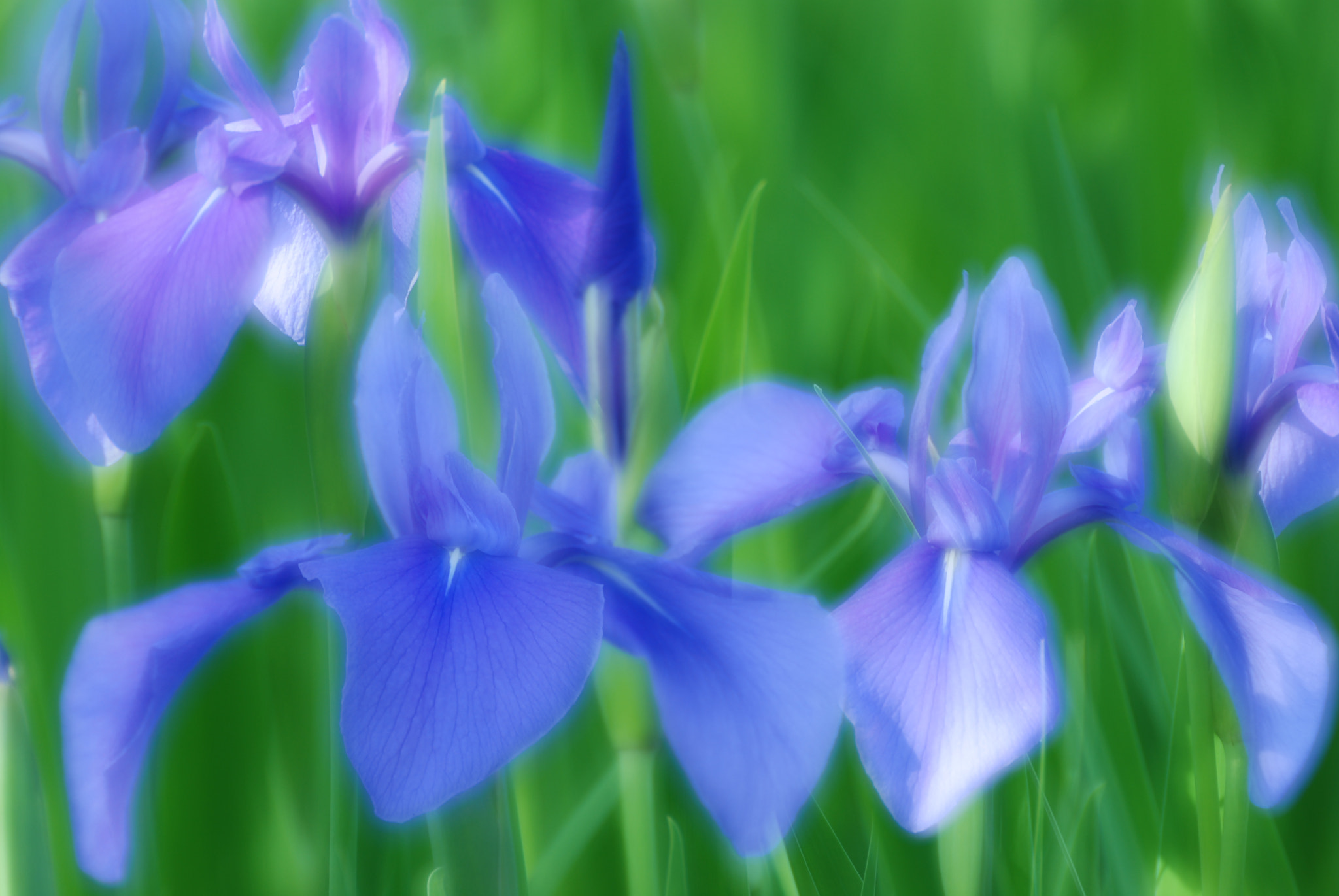 Nikon D80 sample photo. Rabbitear iris photography