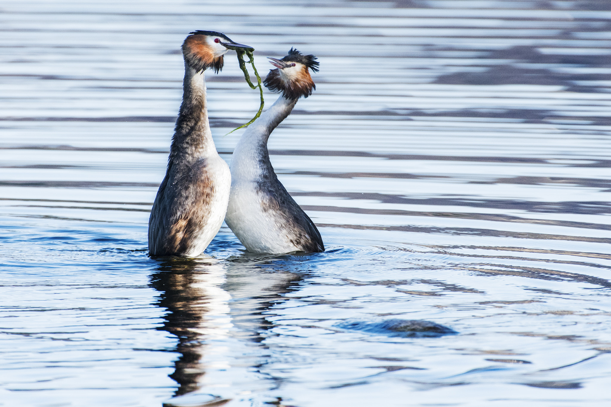 Nikon D500 + Nikon AF-S Nikkor 200-400mm F4G ED-IF VR sample photo. Love photography