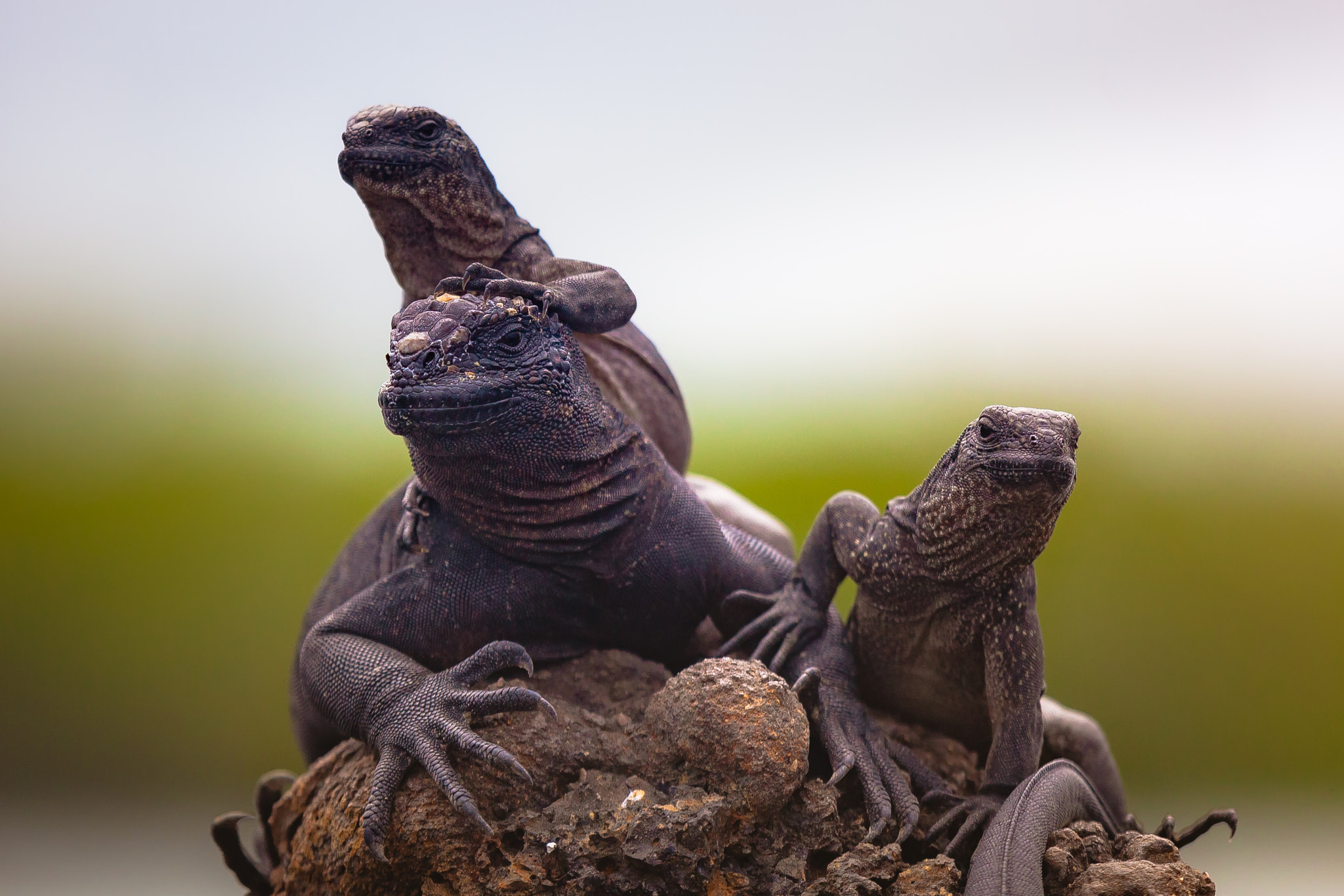 Canon EF 100-400mm F4.5-5.6L IS USM sample photo. Iguana familia photography
