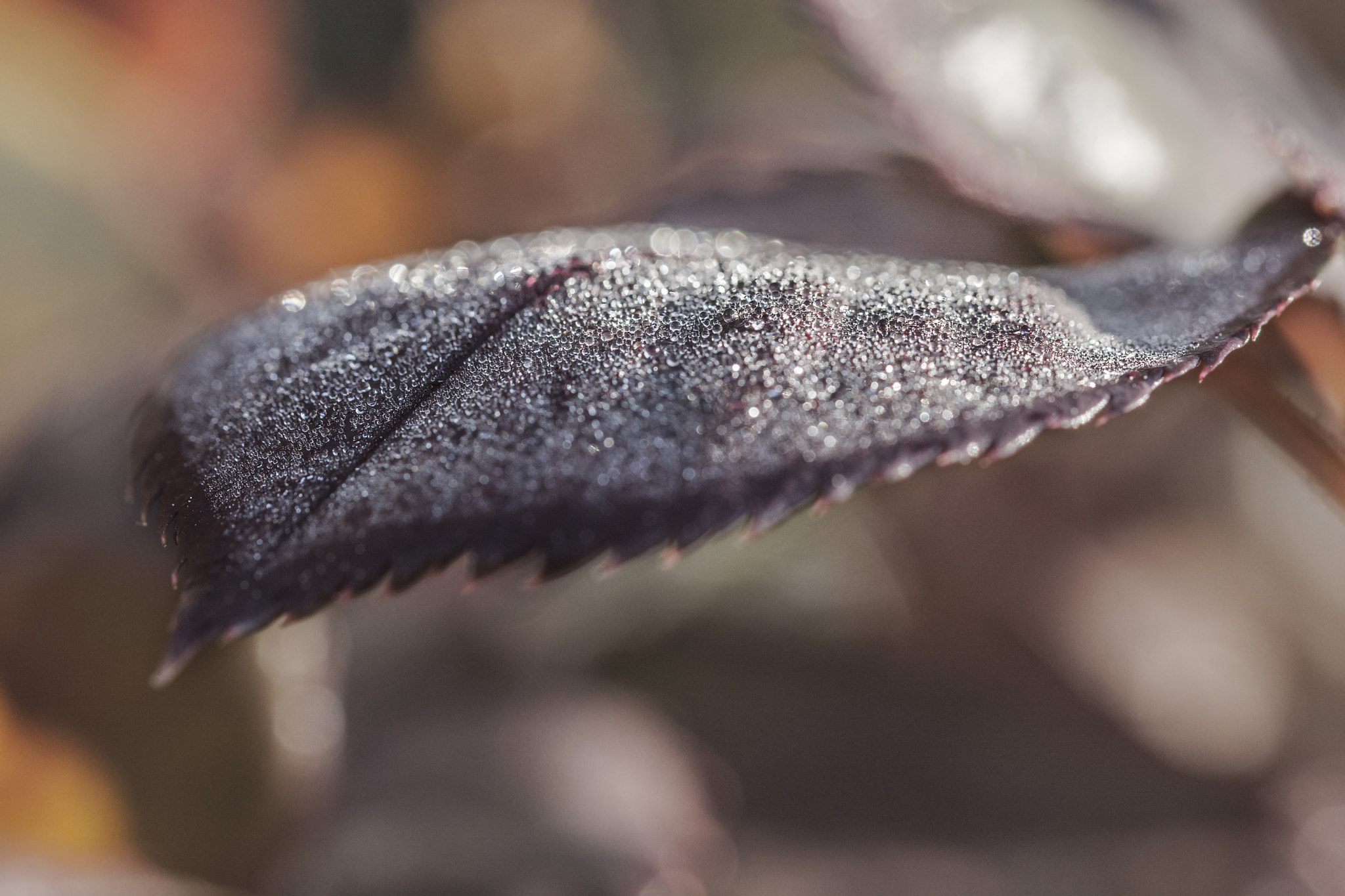 Sigma 105mm F2.8 EX DG OS HSM sample photo. Little drops 2 photography