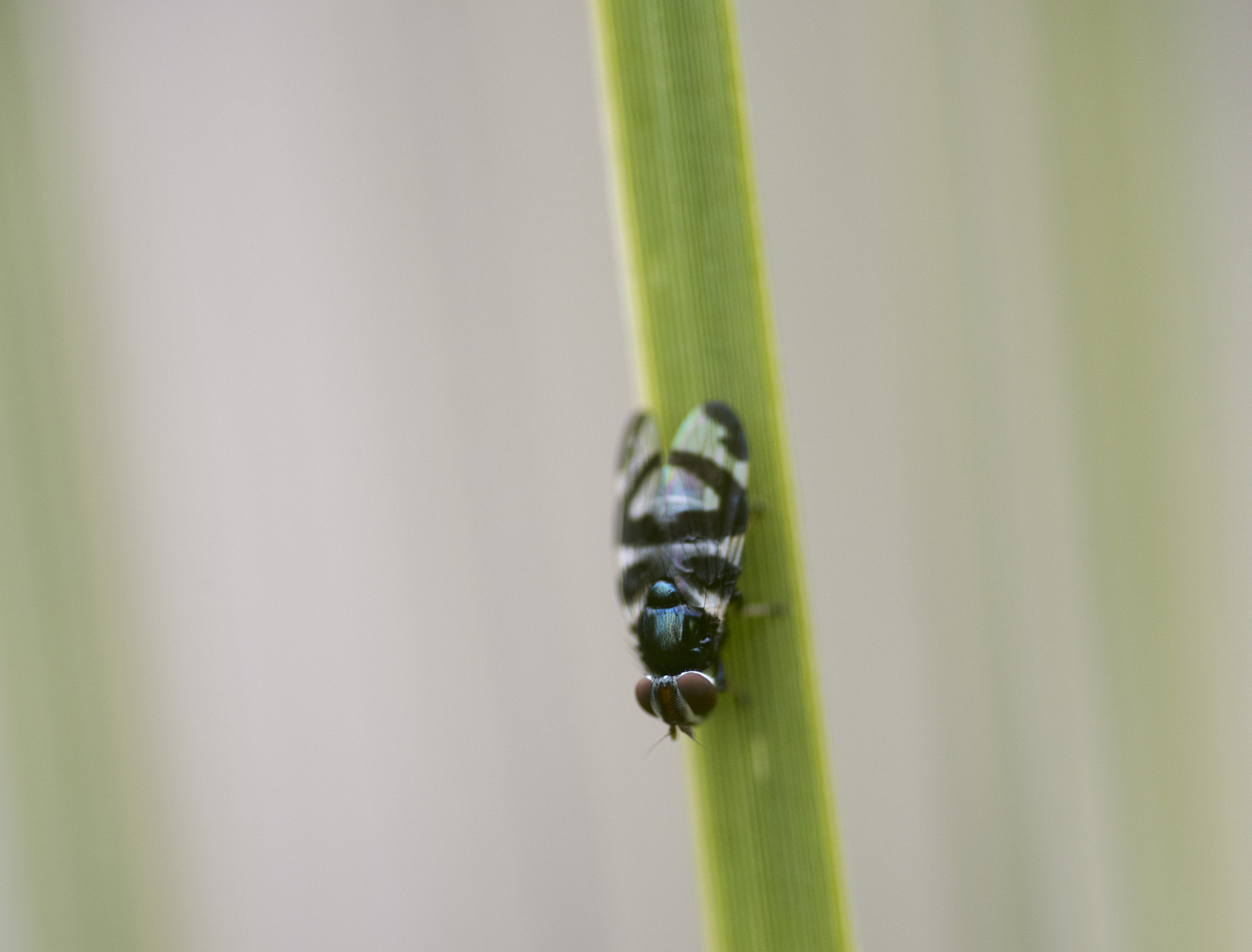 Nikon D810 sample photo. Unseen beauty of western australia photography