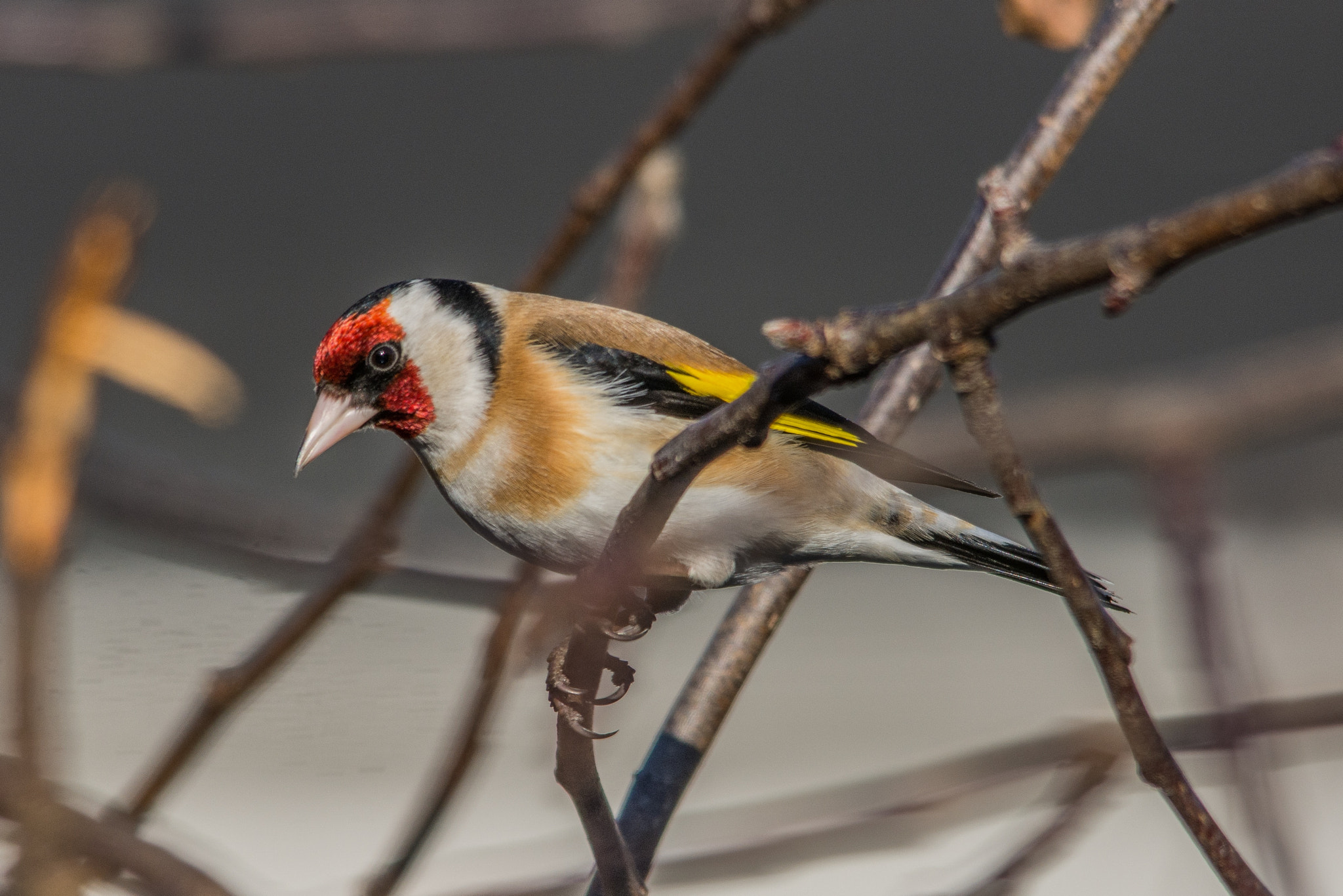 Sigma 150-500mm F5-6.3 DG OS HSM sample photo. European goldfinch photography