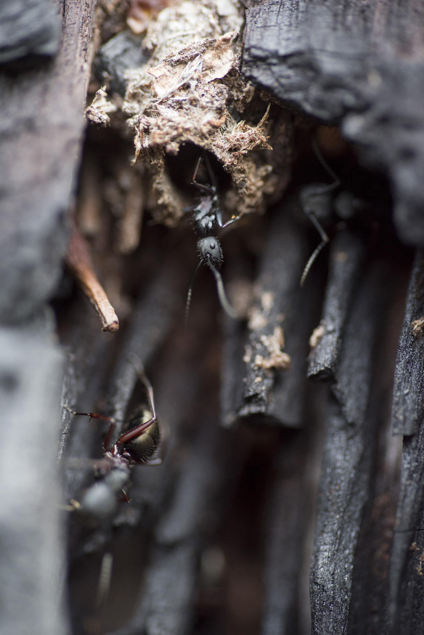 Nikon D810 sample photo. Unseen beauty of western australia photography