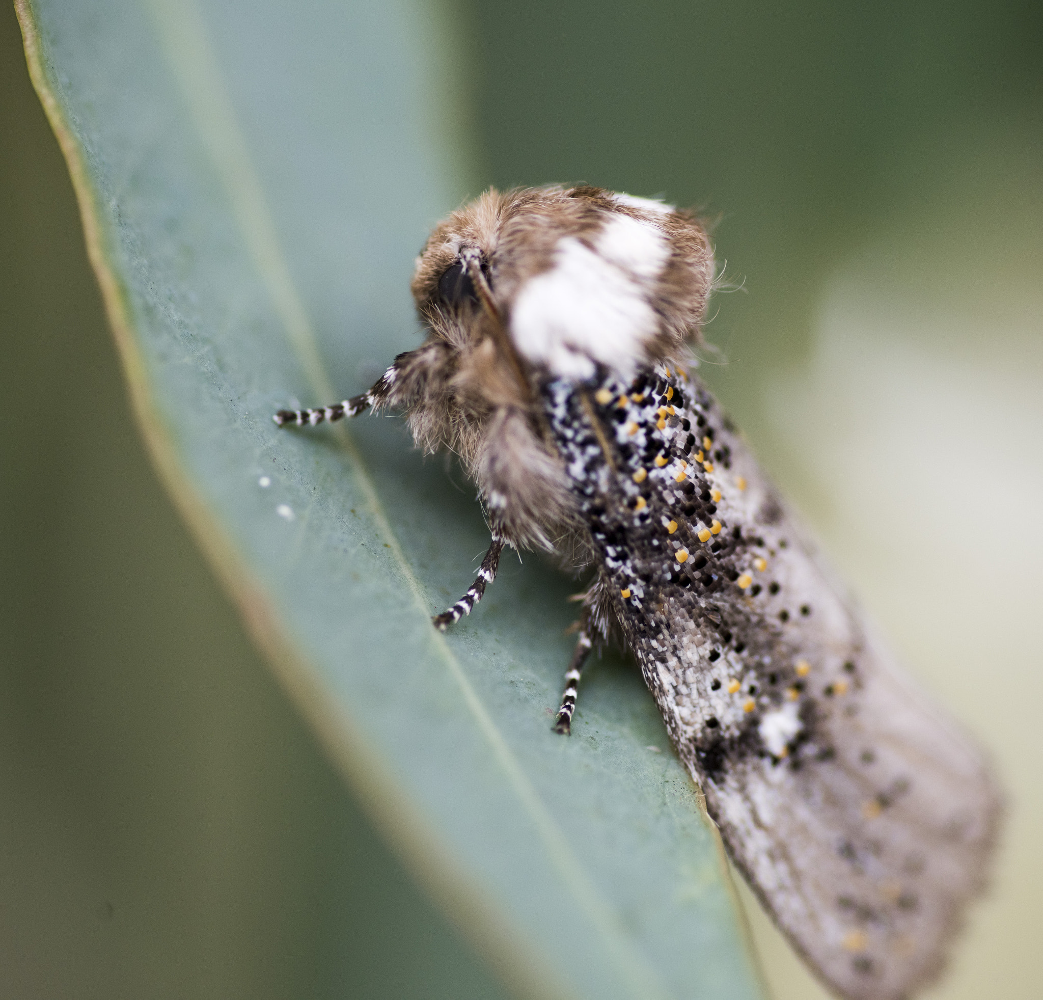 Nikon D810 sample photo. Unseen beauty of western australia photography