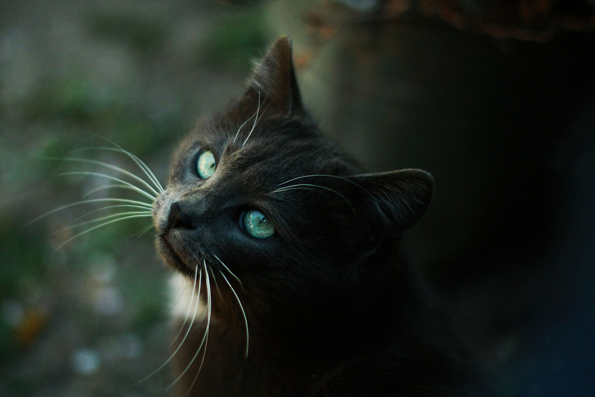 Canon EOS 40D sample photo. Kitty photography