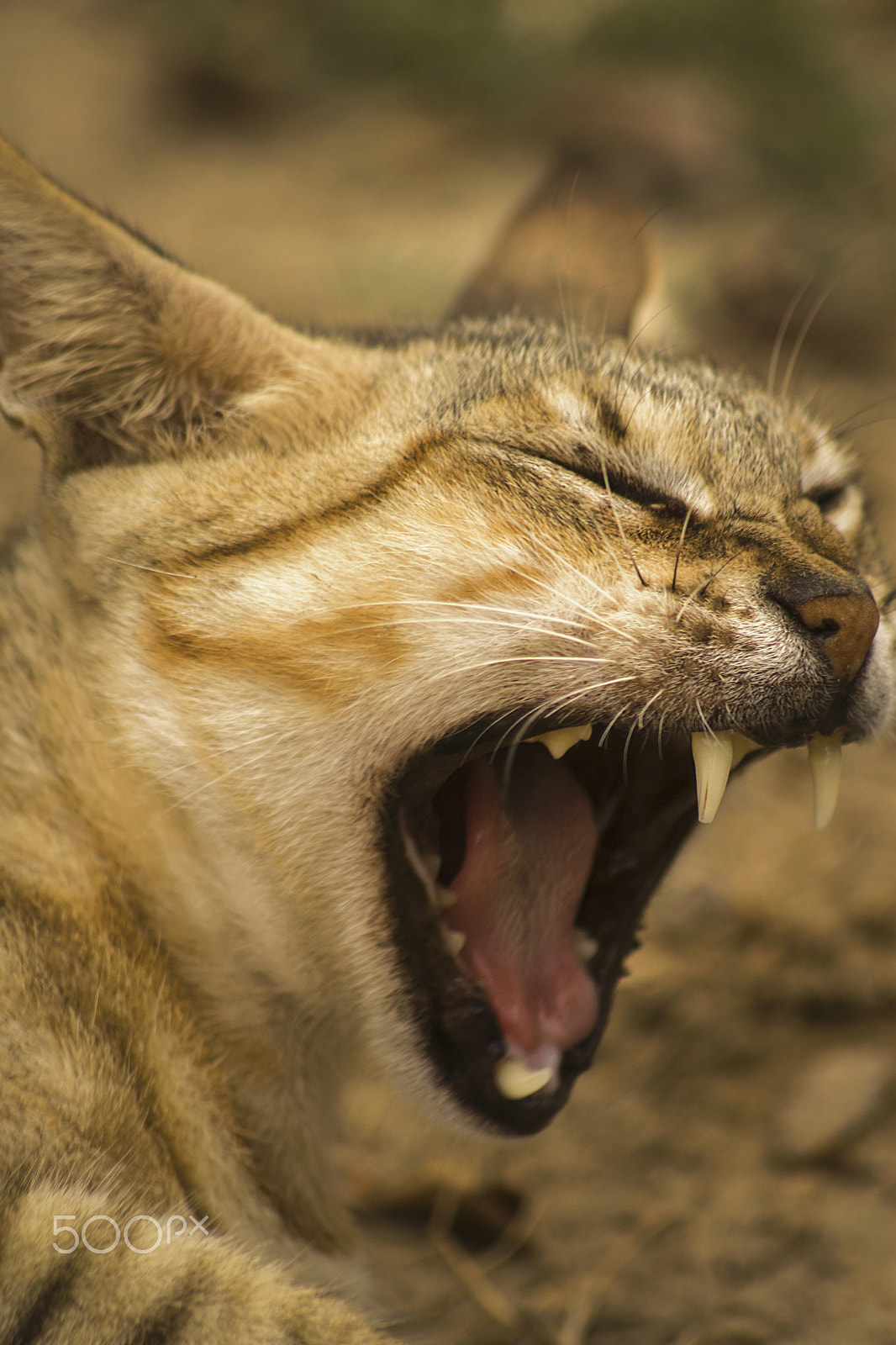 Canon EOS 60D sample photo. Will_eat_you.jpg photography