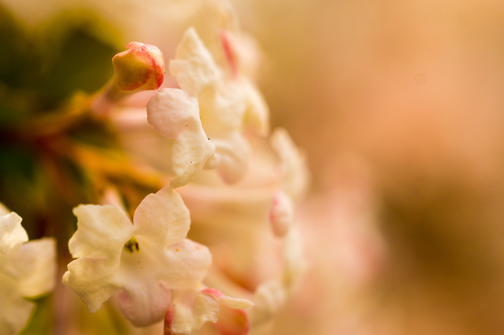 MACRO 50mm F2.8 sample photo. Praller frühling im forstenrieder park photography