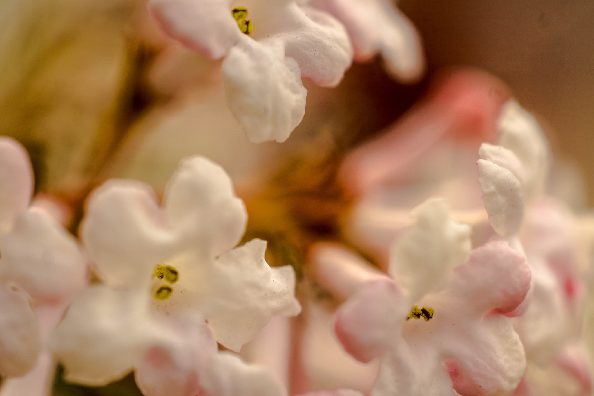 MACRO 50mm F2.8 sample photo. Praller frühling im forstenrieder park photography