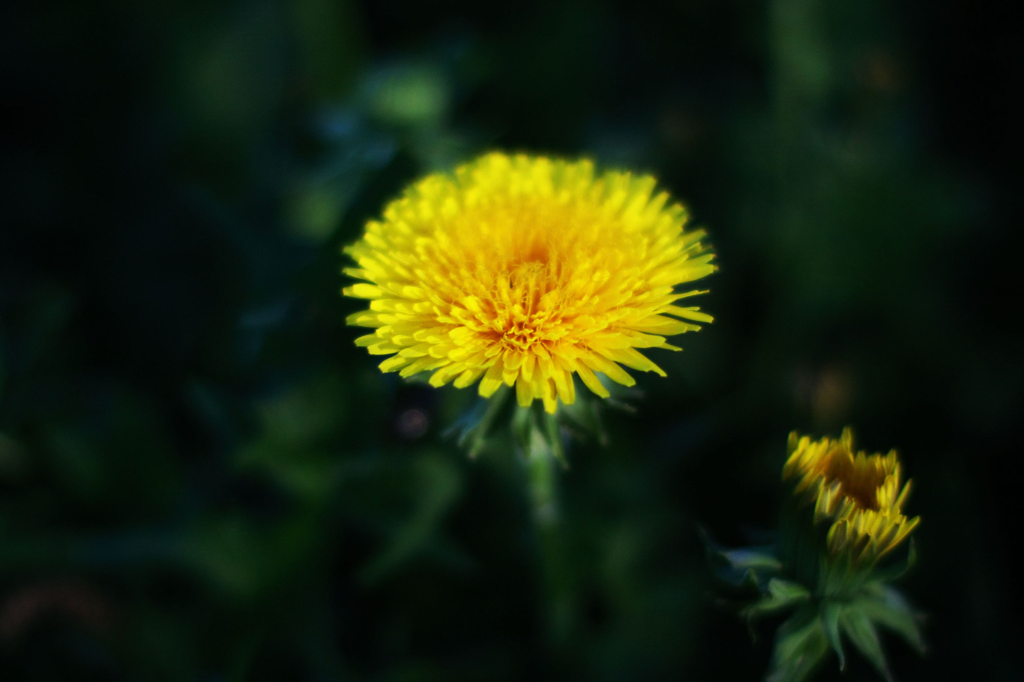 Canon EOS 40D + Canon EF 50mm F1.4 USM sample photo. Dandelion photography