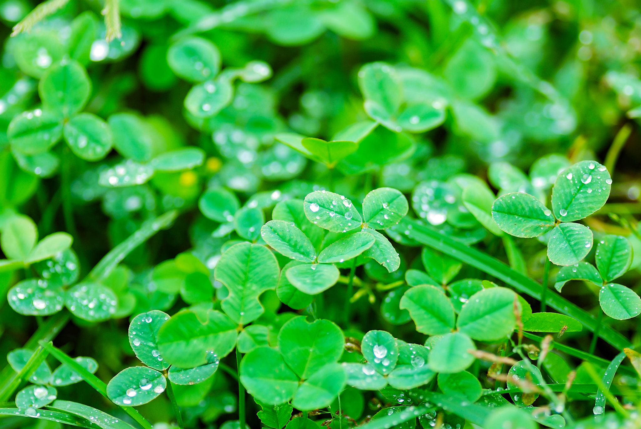 Nikon D80 sample photo. Trefoil photography