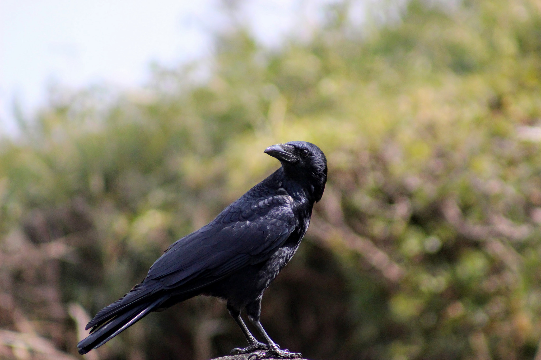 Canon EF 75-300mm f/4-5.6 USM sample photo. 黒 photography