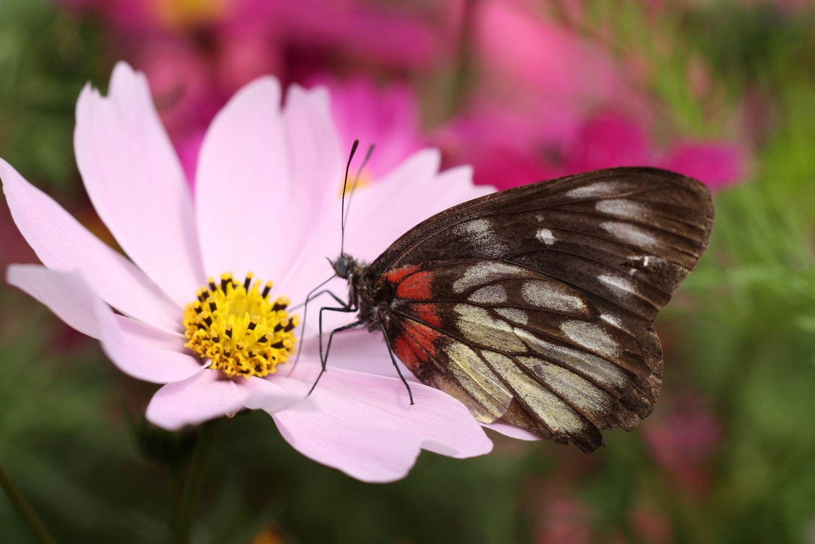 Canon EOS 7D + Tamron SP AF 60mm F2 Di II LD IF Macro sample photo. Butterfly and daisy photography