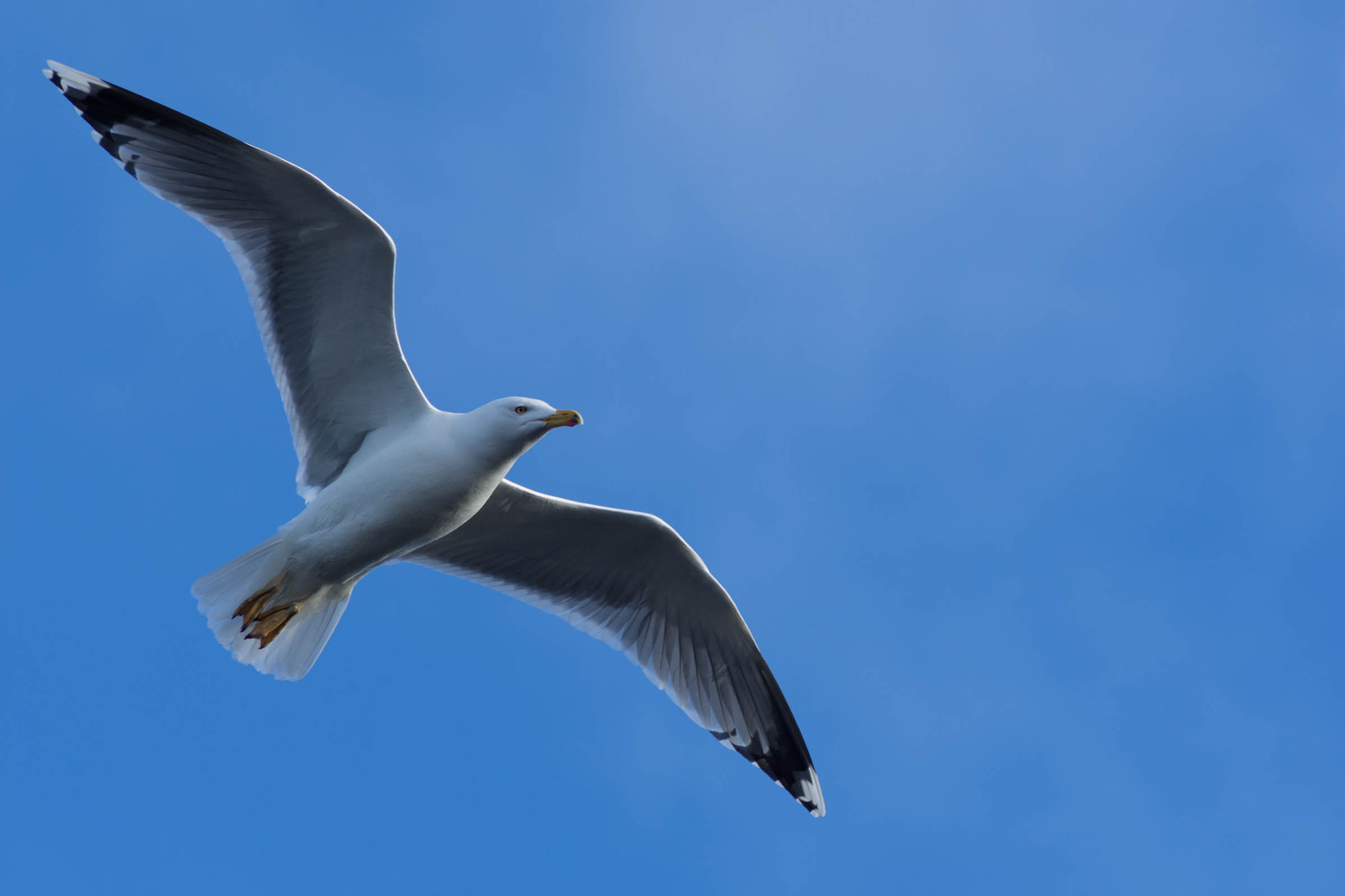 Nikon D7200 sample photo. Seagull photography
