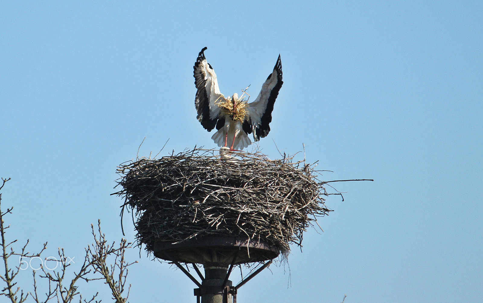 Canon EOS 500D (EOS Rebel T1i / EOS Kiss X3) + Canon EF-S 55-250mm F4-5.6 IS sample photo. Stork landing photography