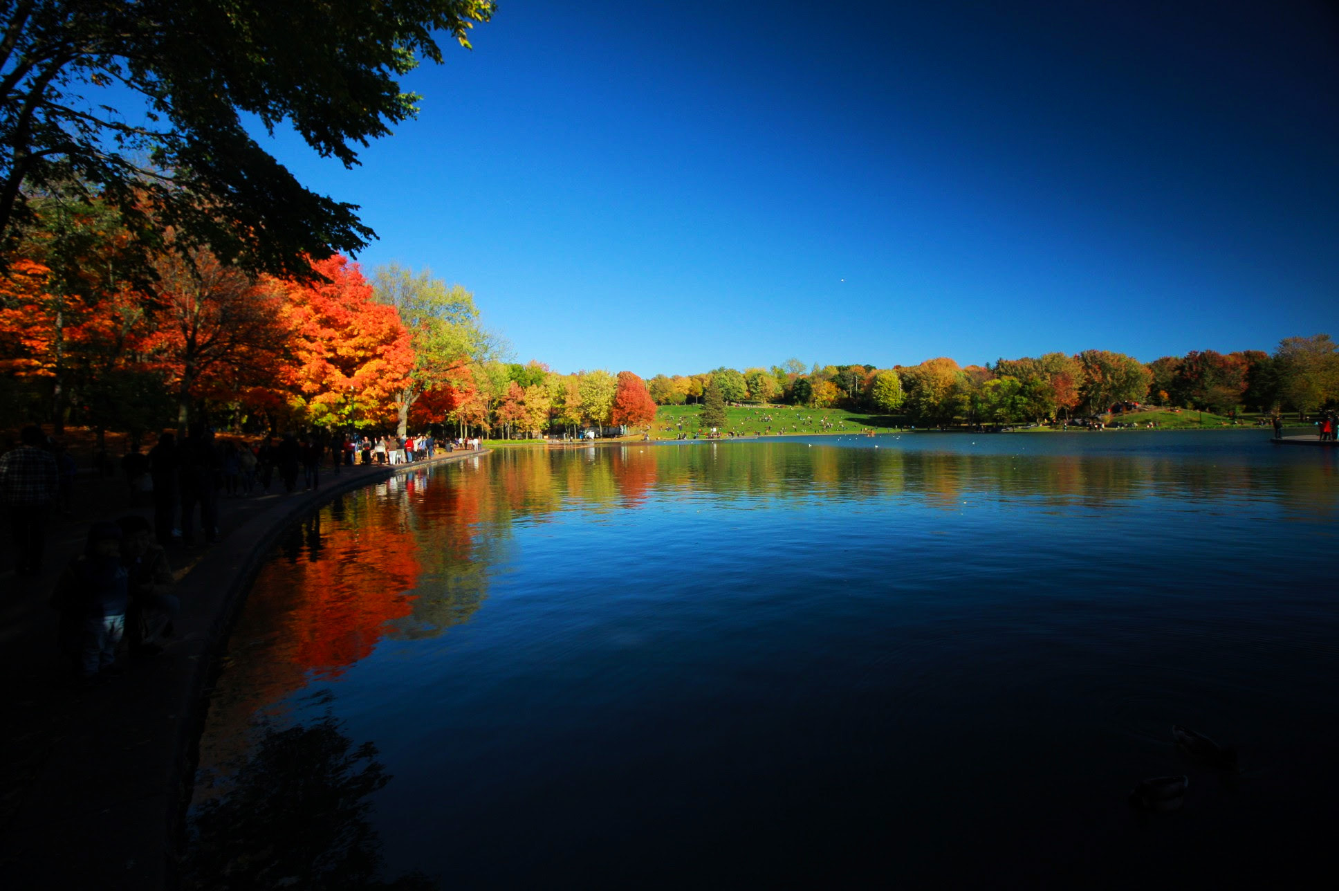 Canon EOS 40D sample photo. Falling leaves photography