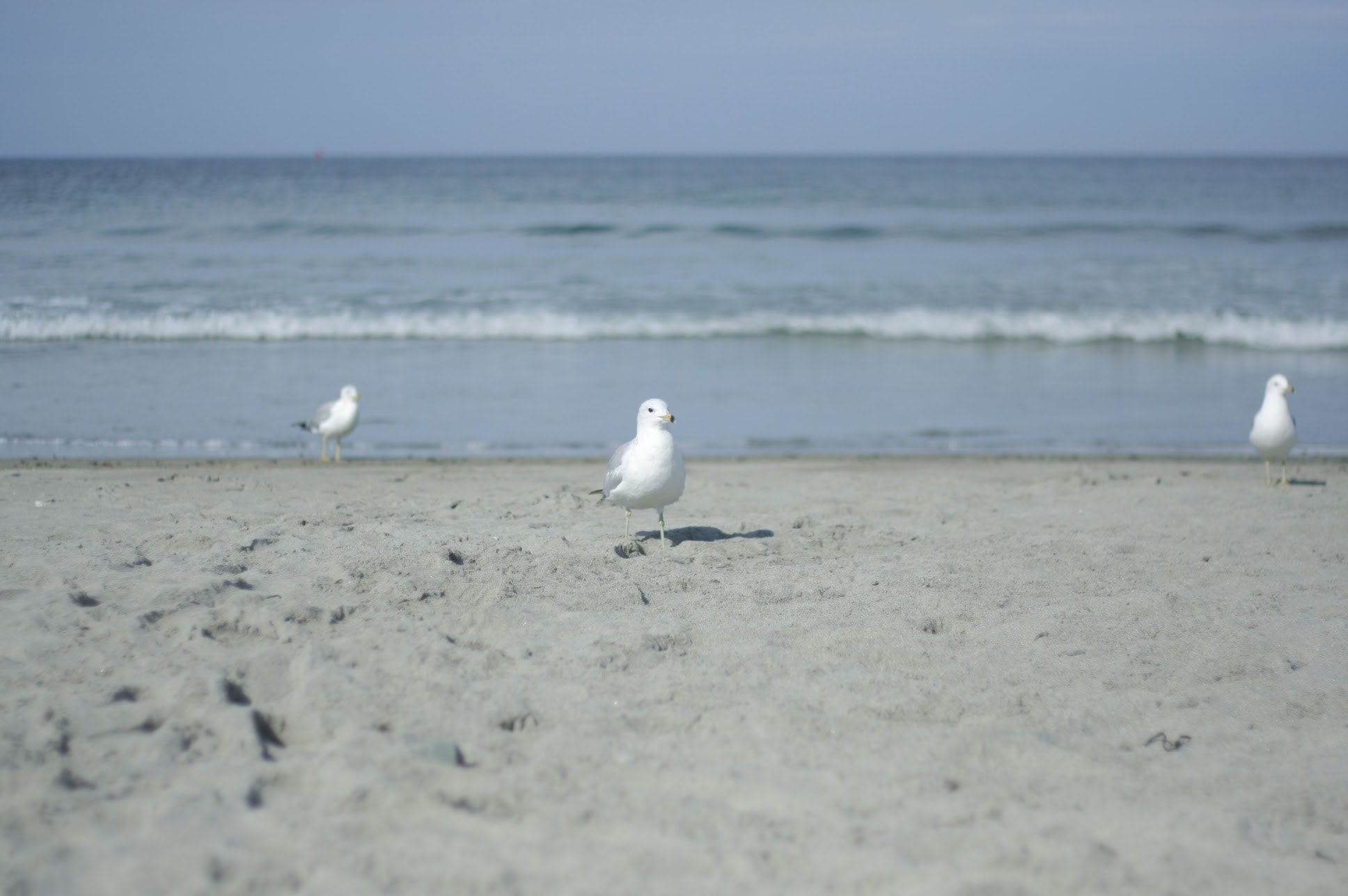 Canon EOS 40D + Canon EF 50mm F1.8 II sample photo. Photogenic bird photography