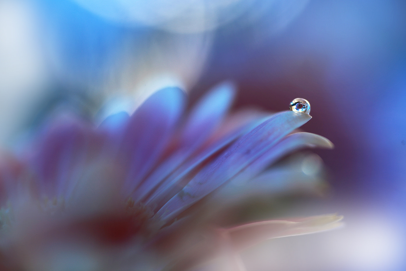 Canon EOS 6D + Tamron SP AF 90mm F2.8 Di Macro sample photo. The blue hour photography