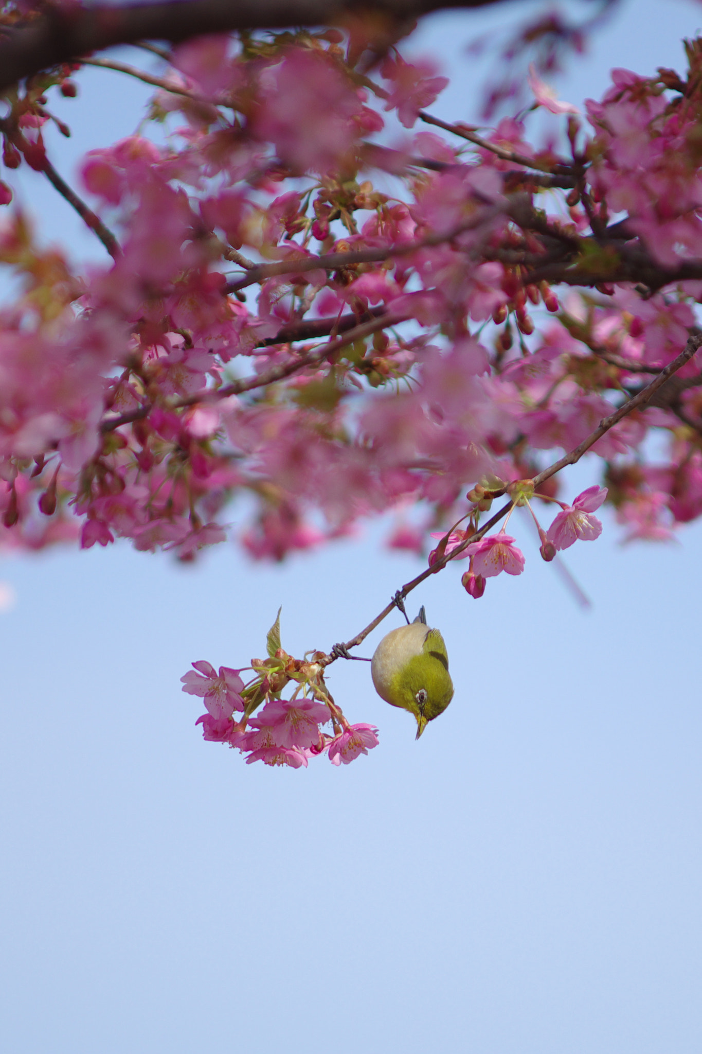 Pentax K-3 sample photo. Japanese white-eye photography