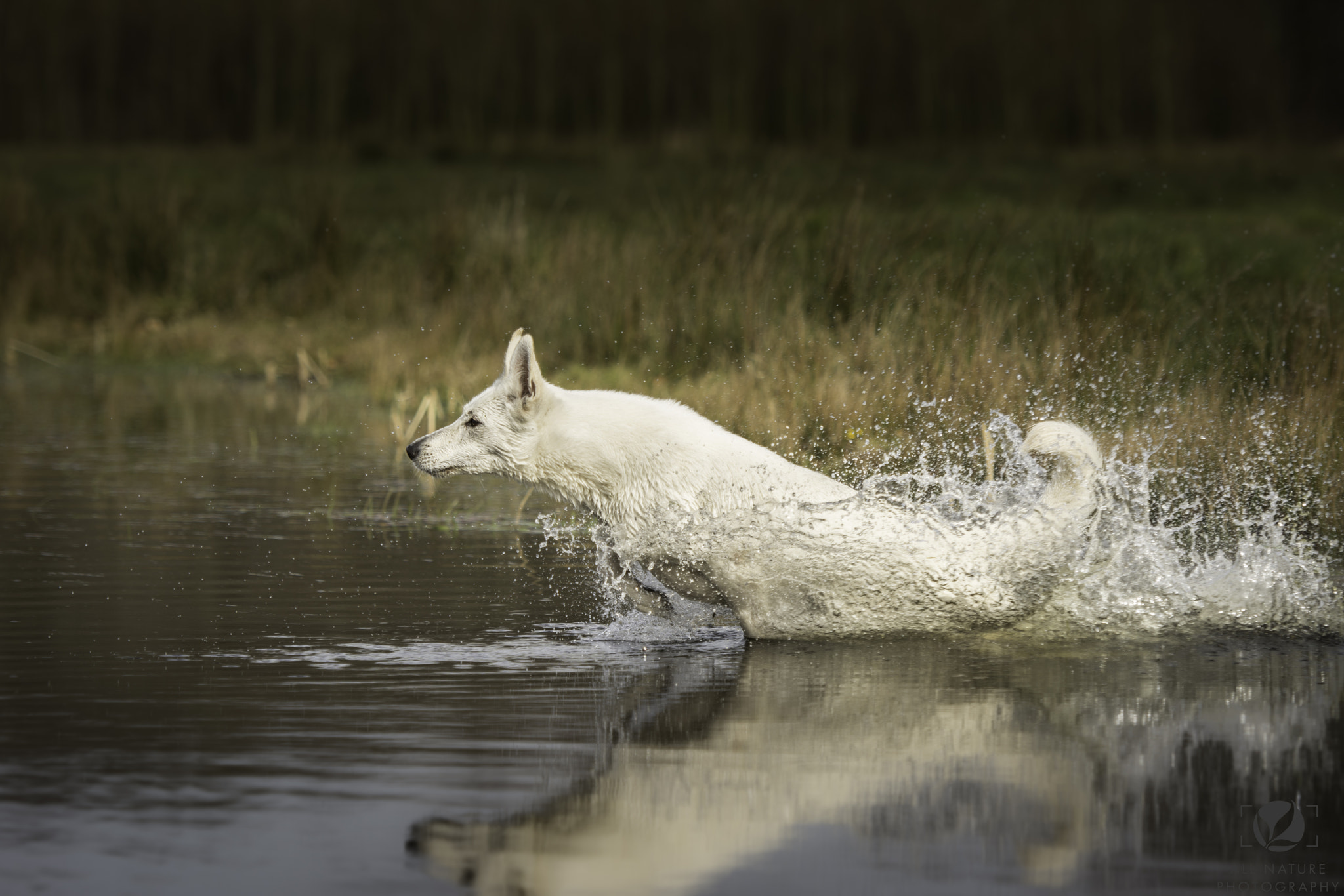 Nikon AF-S Nikkor 70-200mm F2.8G ED VR II sample photo. Splash photography