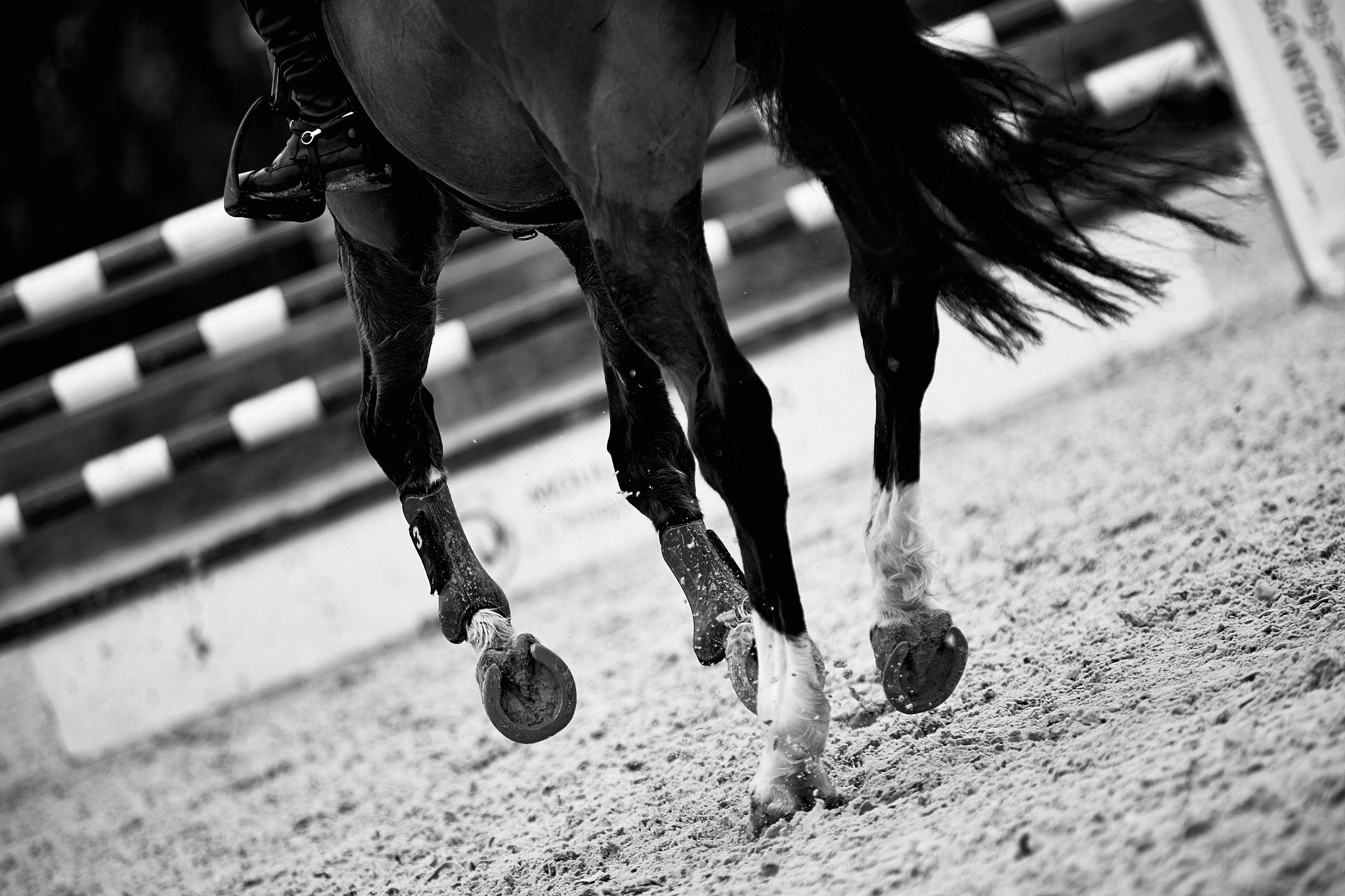 Canon EOS-1D X + Canon EF 70-200mm F2.8L IS II USM sample photo. Horse photography