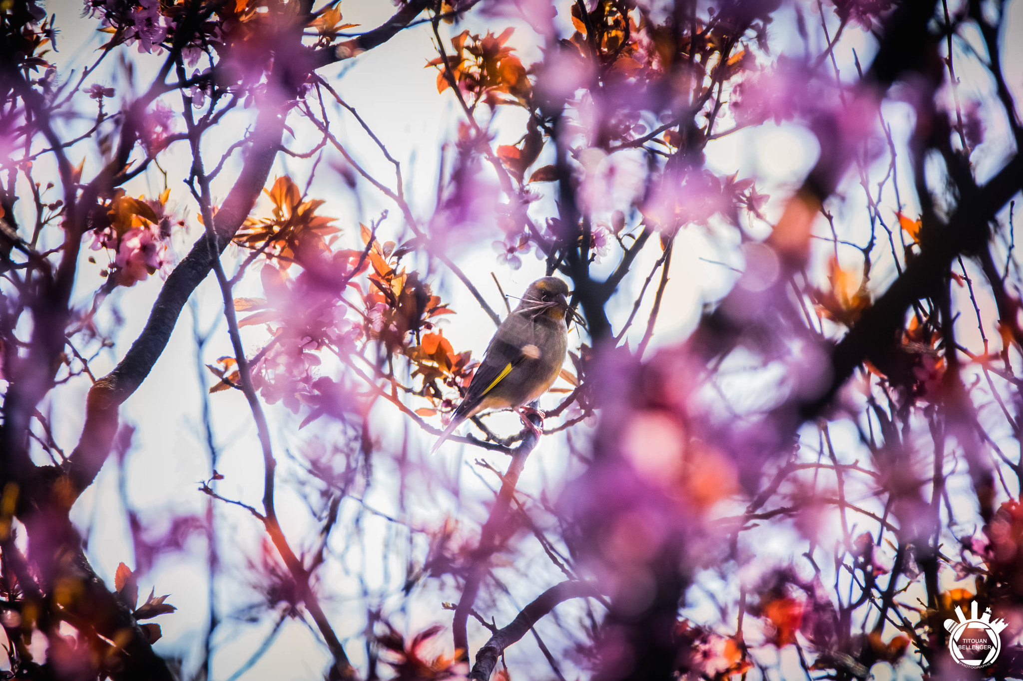 150-600mm F5-6.3 DG OS HSM | Contemporary 015 sample photo. The spring came trees budding birds sing photography