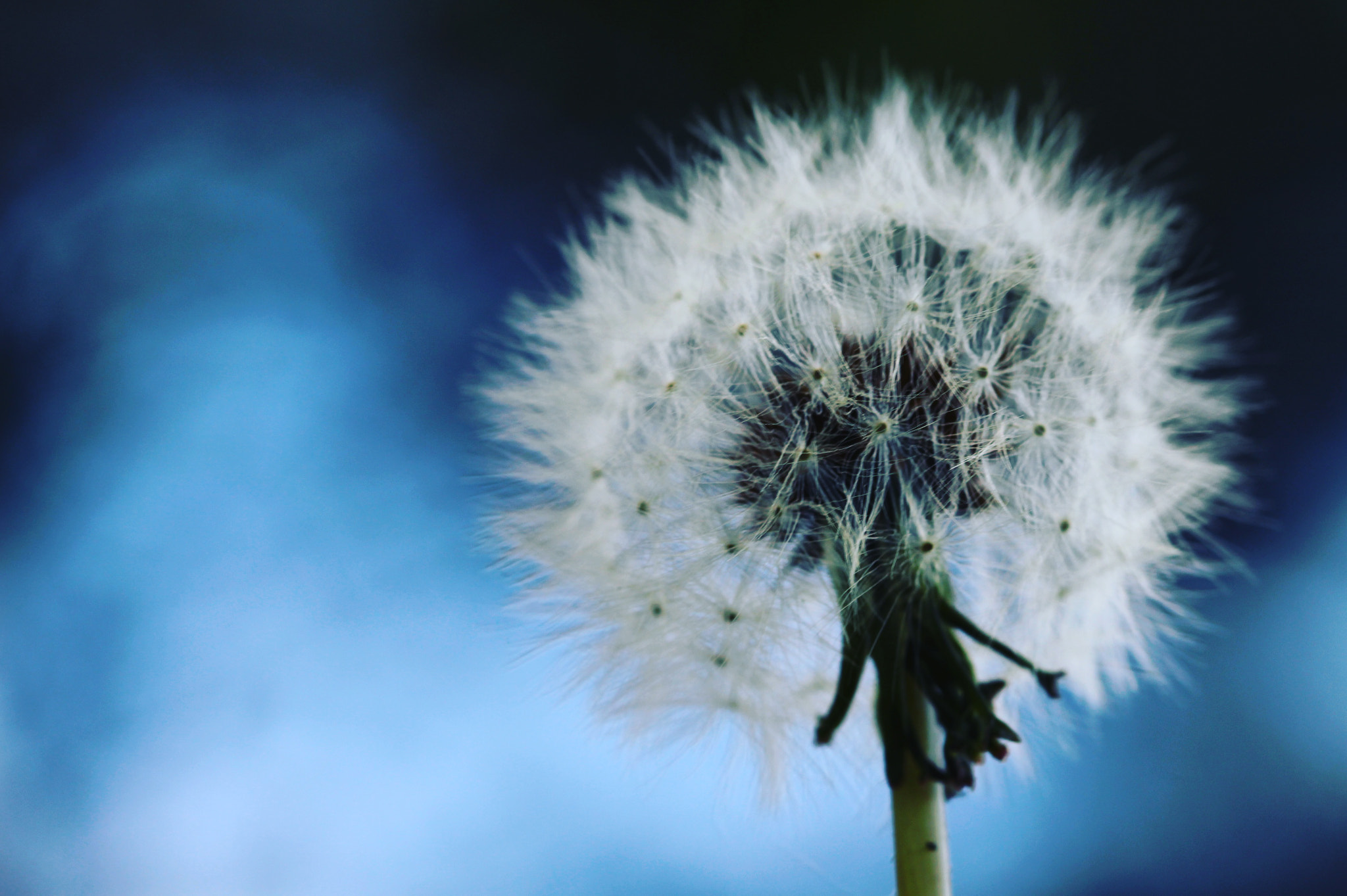 Canon EF 100mm F2.8 Macro USM sample photo. Enjoy simple things with total intensity photography