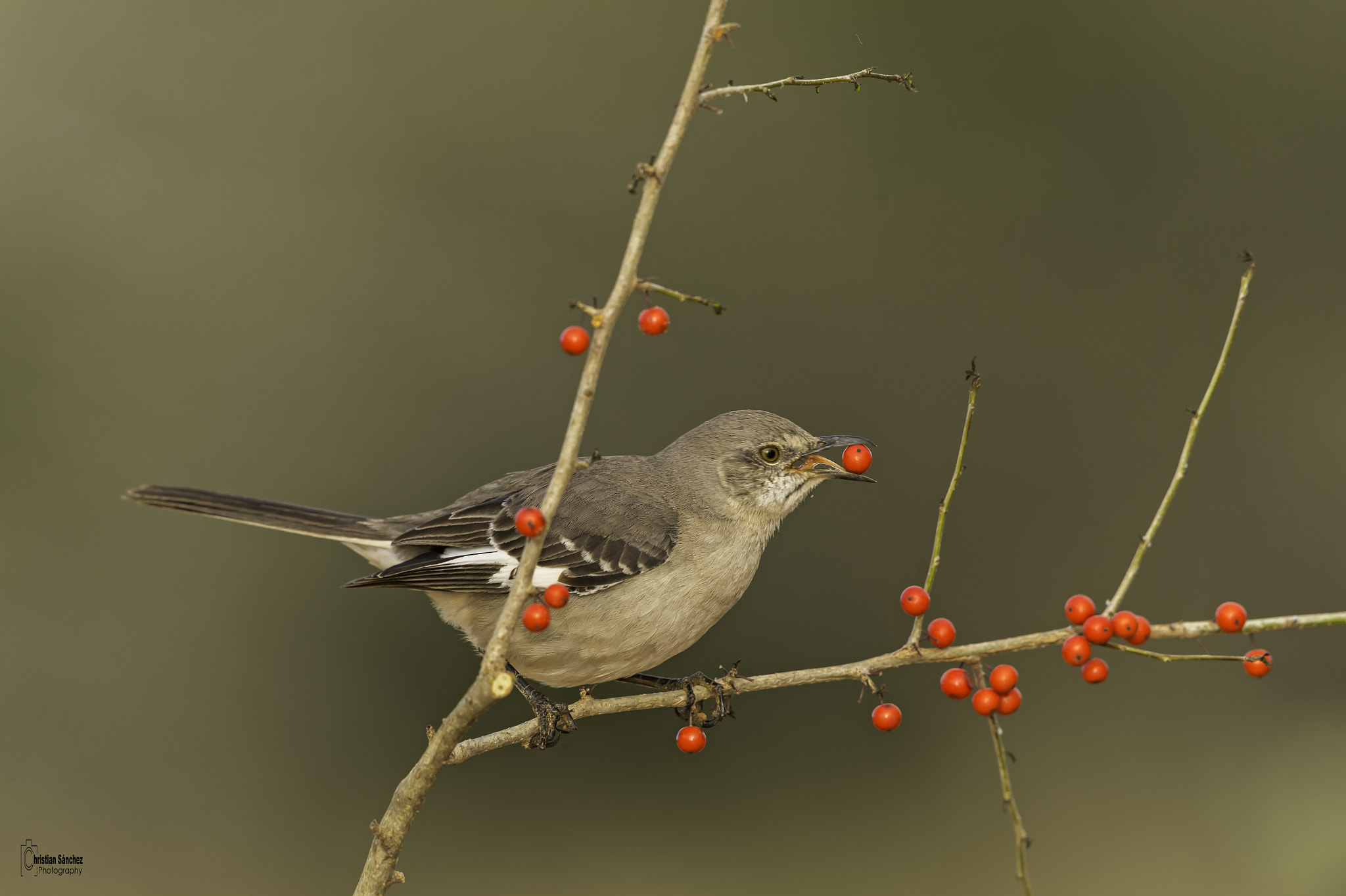 Nikon AF-S Nikkor 600mm F4G ED VR sample photo. Northern mockingbird photography