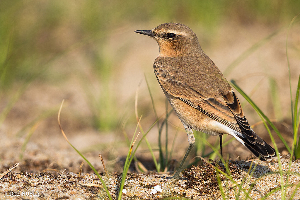 Canon EF 500mm F4L IS II USM sample photo. Collalba gris (oenanthe oenanthe). photography