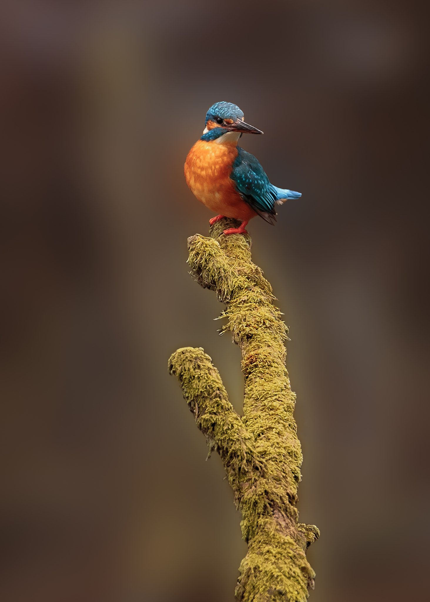 Canon EOS 5D Mark IV sample photo. Kingfisher on top of the world photography