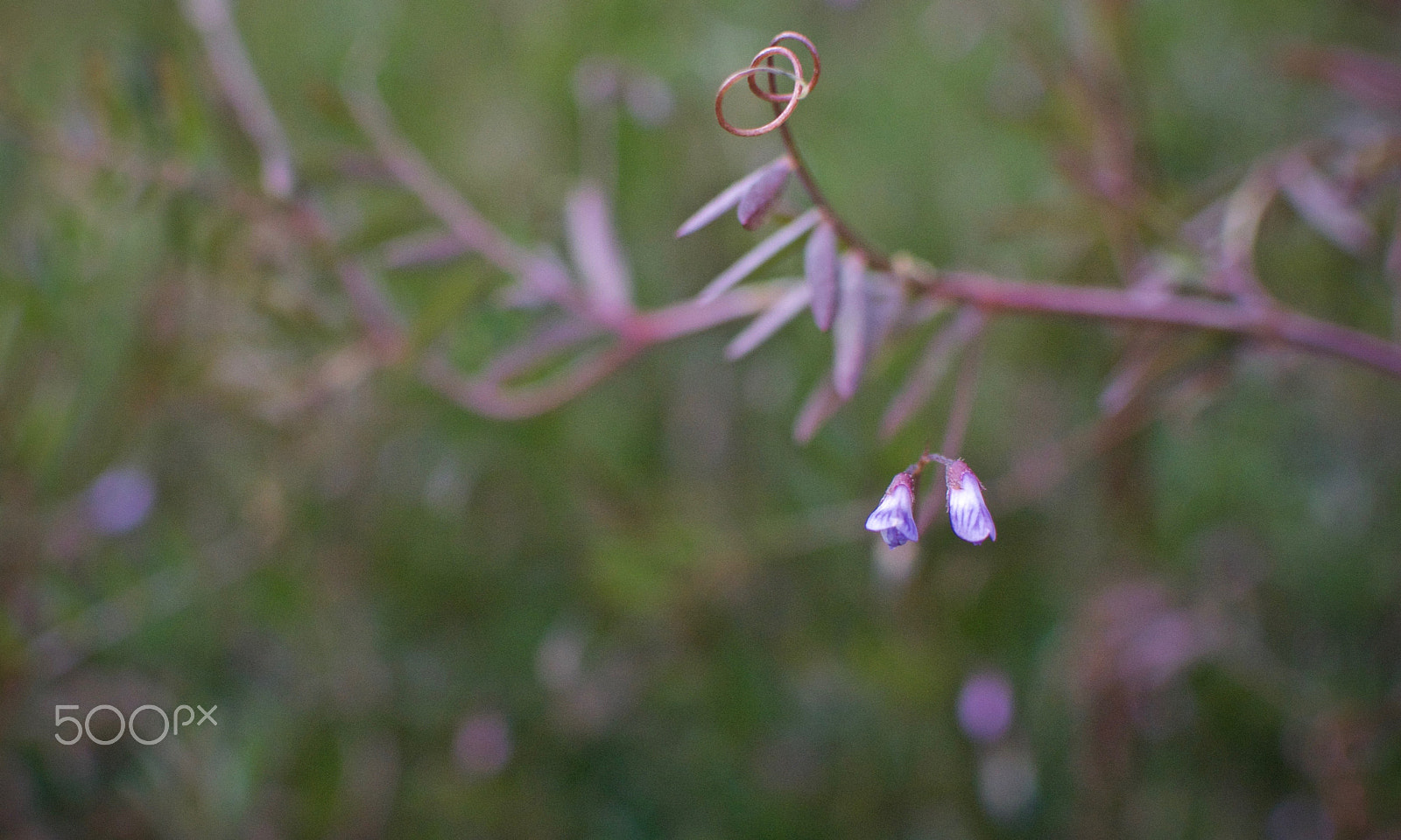 Nikon 1 Nikkor 18.5mm F1.8 sample photo. Spring flowers photography