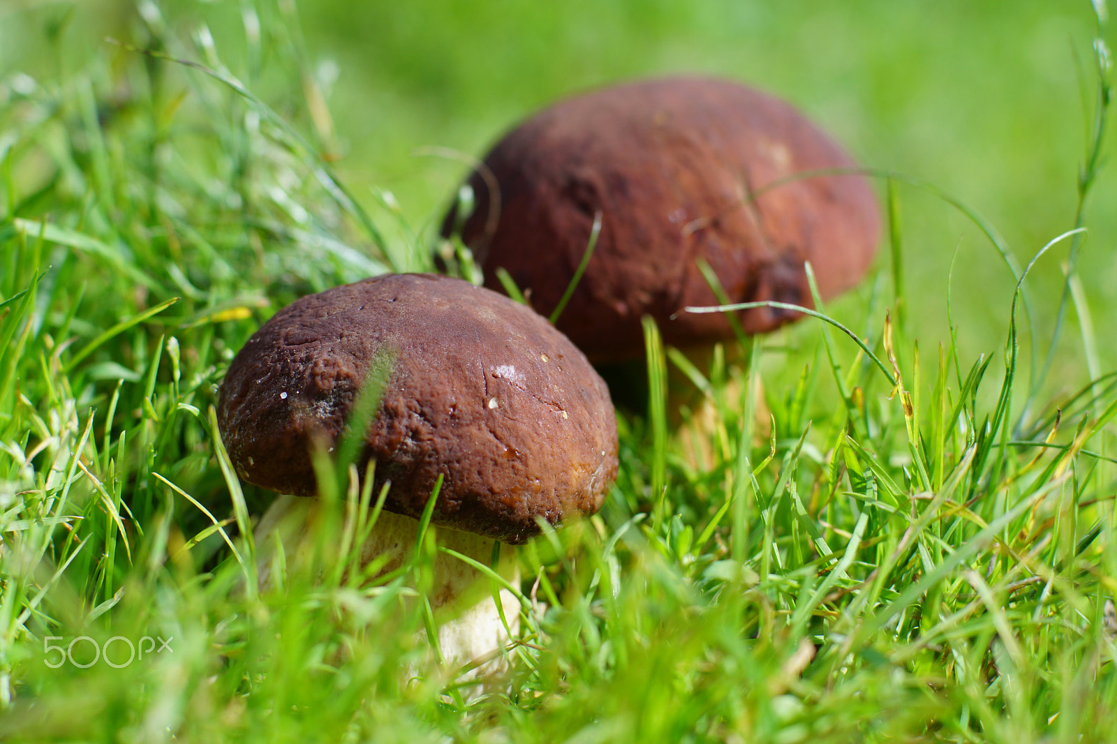 Sony SLT-A65 (SLT-A65V) + Sony 50mm F1.4 sample photo. Pair of boletus mushrooms in bright green grass, selective focus photography